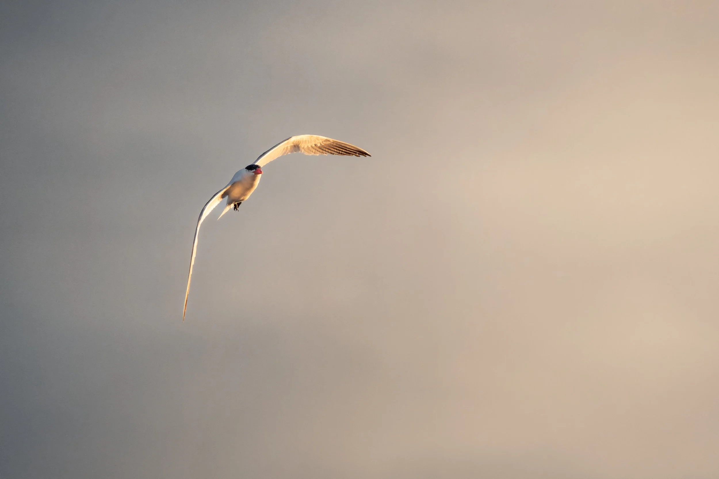A white bird with black markings on its head and a red beak flying in the sky with its wings spread out.
