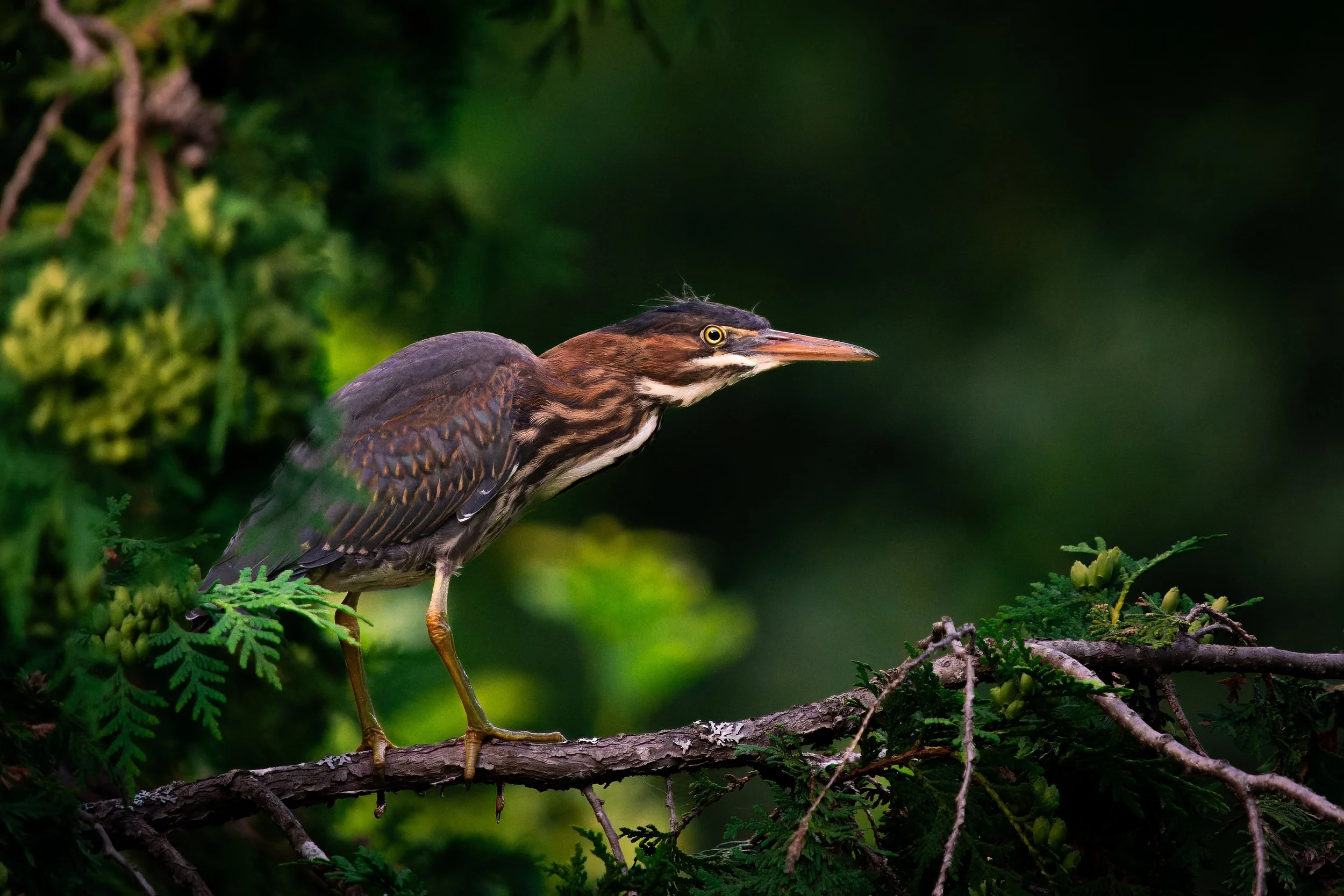 A heron standing on a branch surrounded by green foliage with a dark green background.