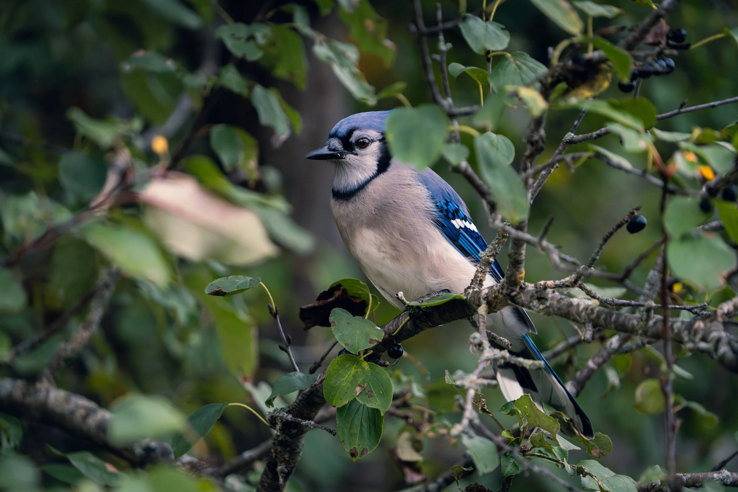 A blue jay bird perched on a branch amidst green leaves and berries.