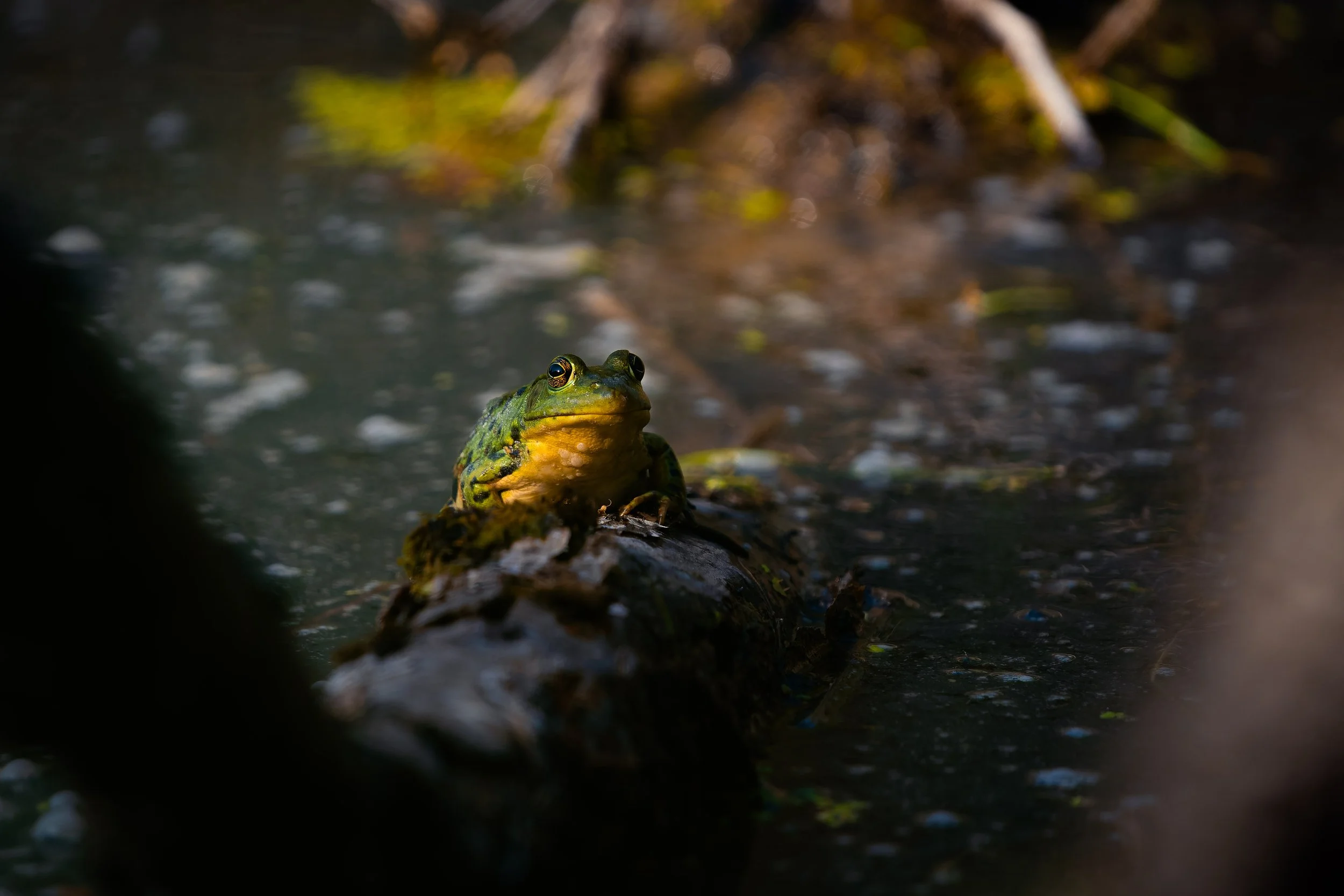 A green frog sitting on a log in a shallow stream, with blurred trees and water in the background.