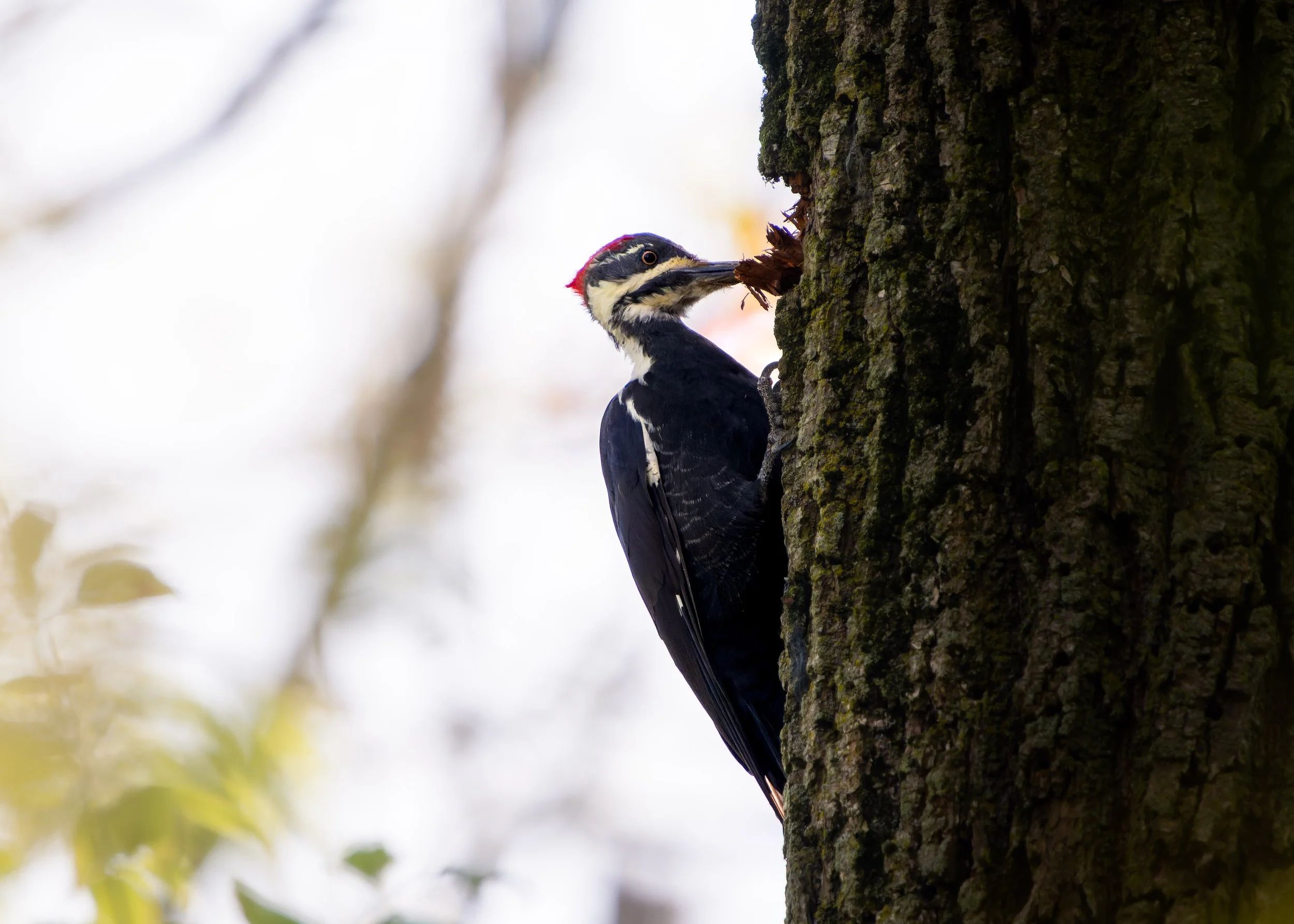 A woodpecker bird with black and white feathers and a red patch on its head clinging to the side of a tree trunk, pecking at the bark.