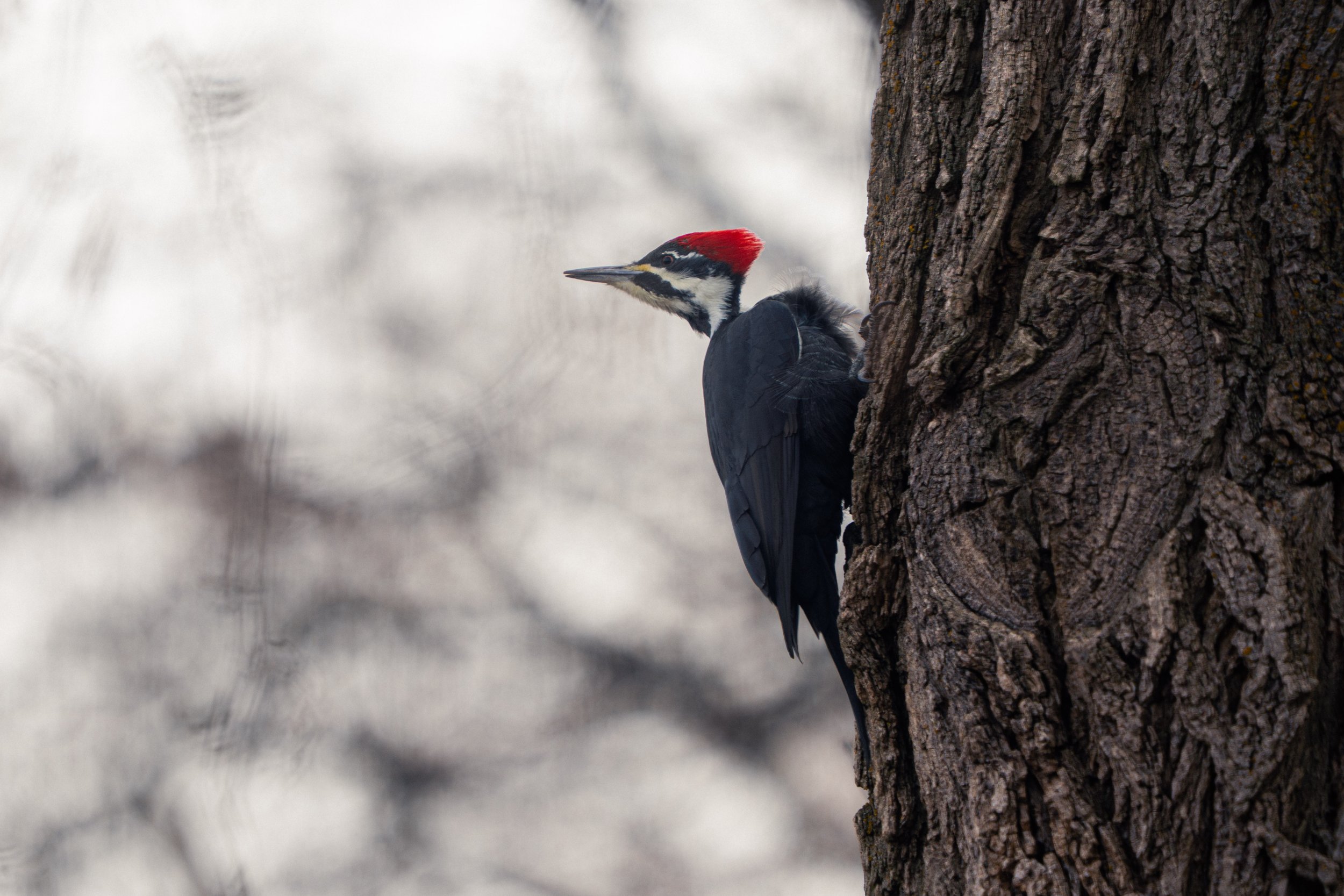 Close-up of a woodpecker with a red crown clinging to the side of a tree trunk.