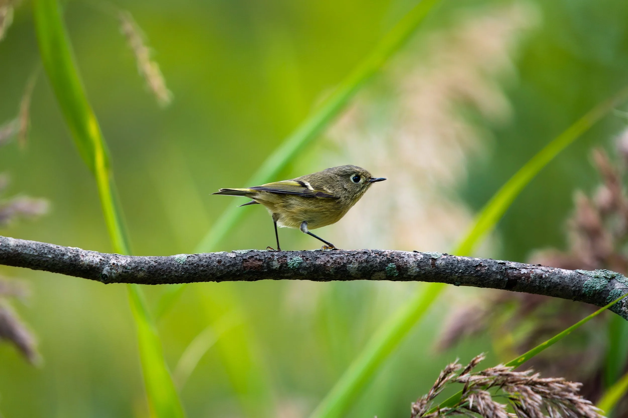 A small bird perched on a tree branch, surrounded by green grass and leaves.