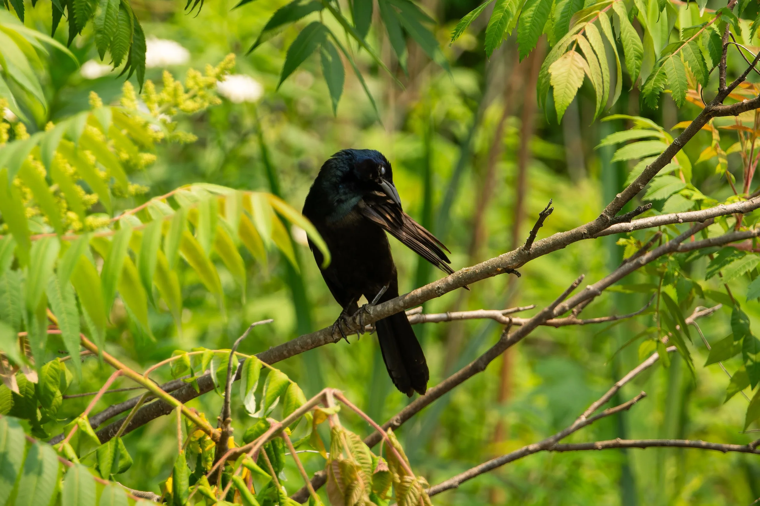 A black bird with a long tail perched on a tree branch surrounded by green leaves and foliage.