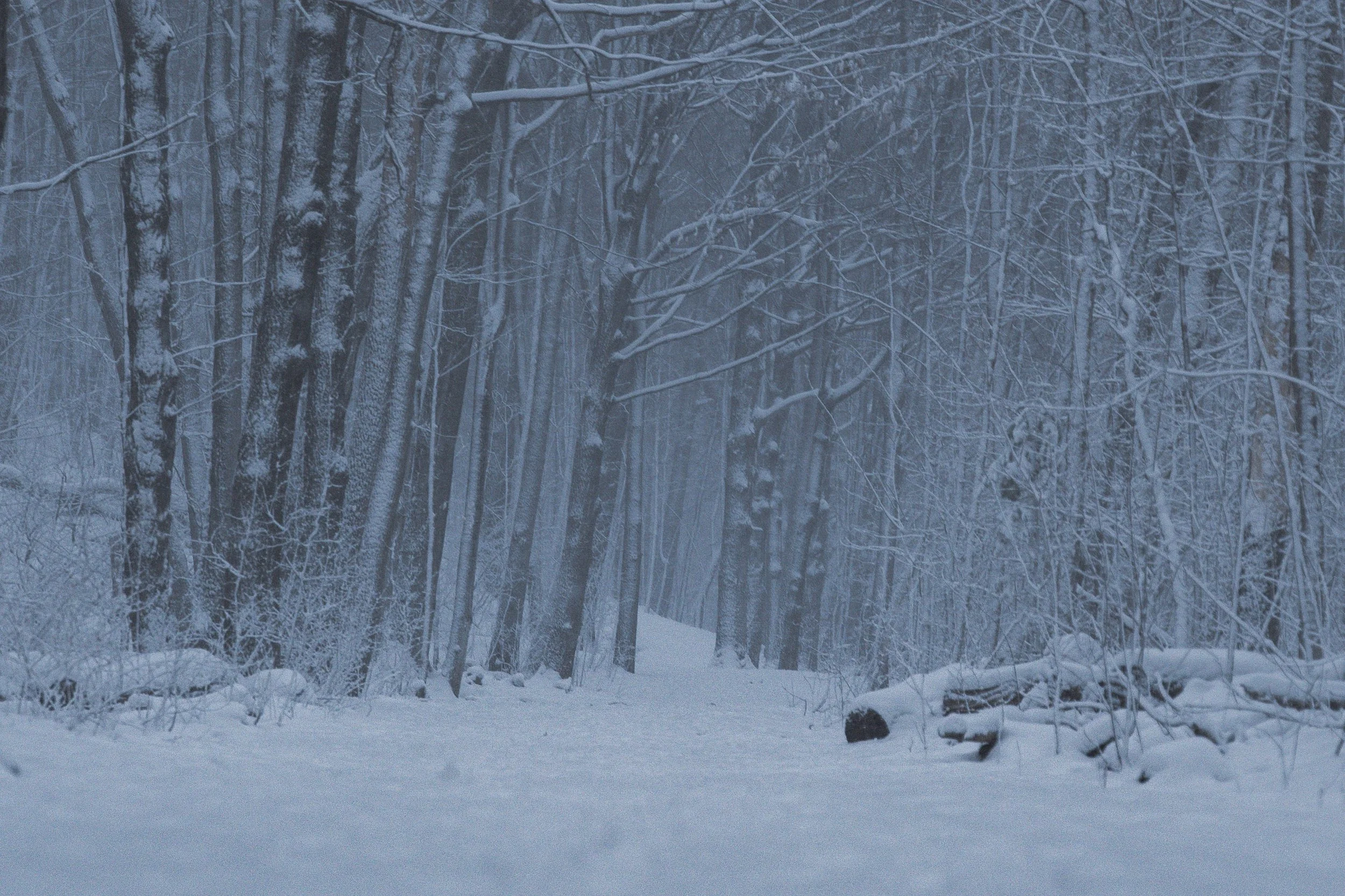 Snow-covered trees in a dense forest with snow on the ground and branches.