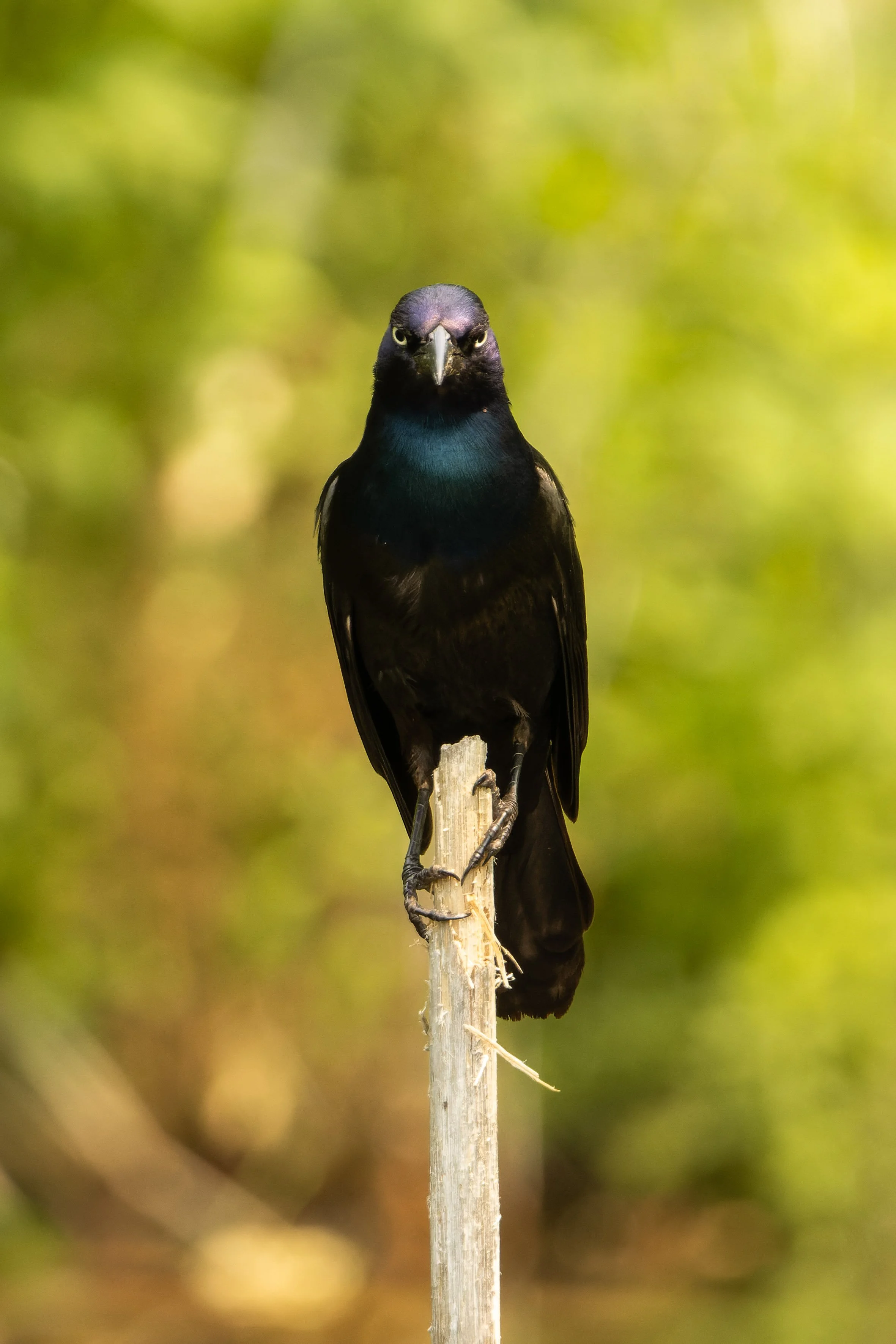 A black bird, likely a steller's jay, perched on a vertical branch with a blurred green background.