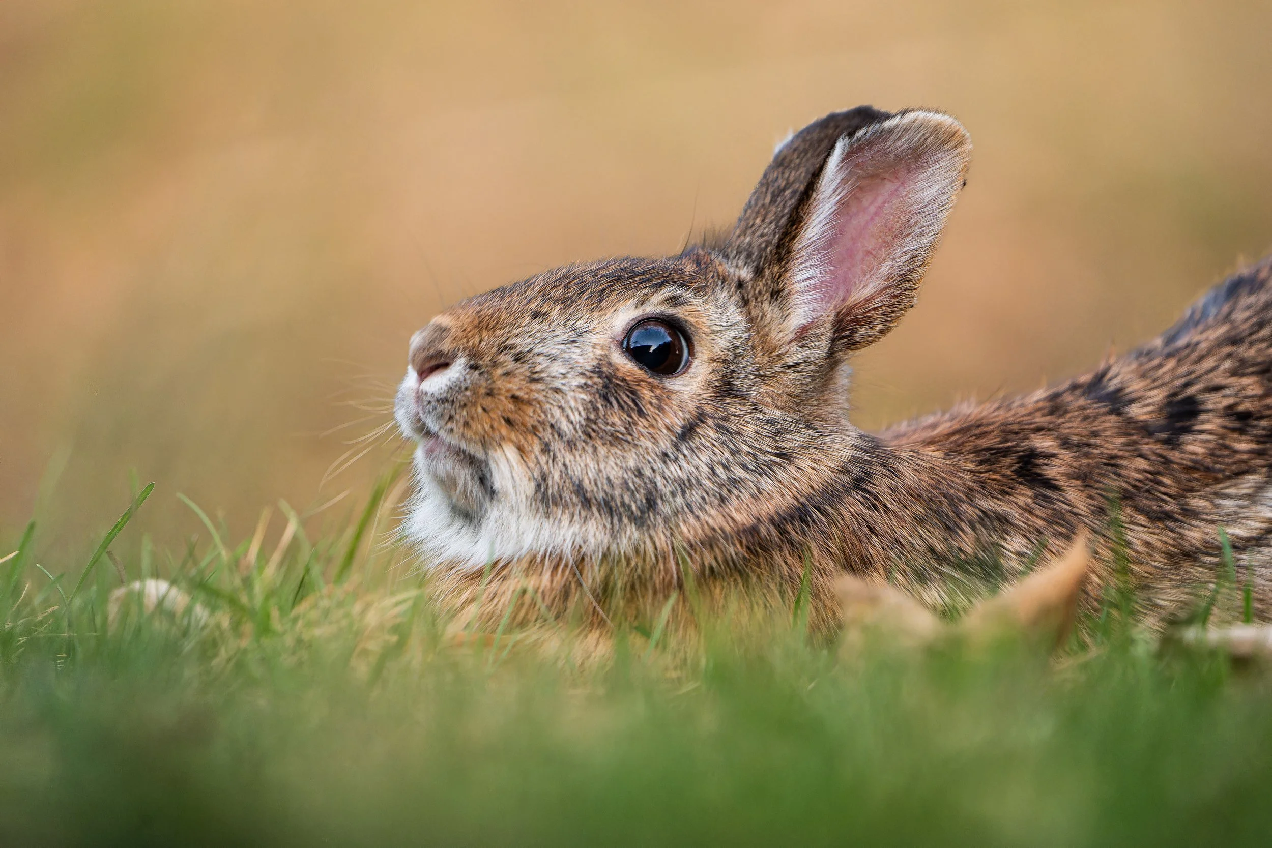 Close-up of a rabbit lying on green grass with a blurred background.