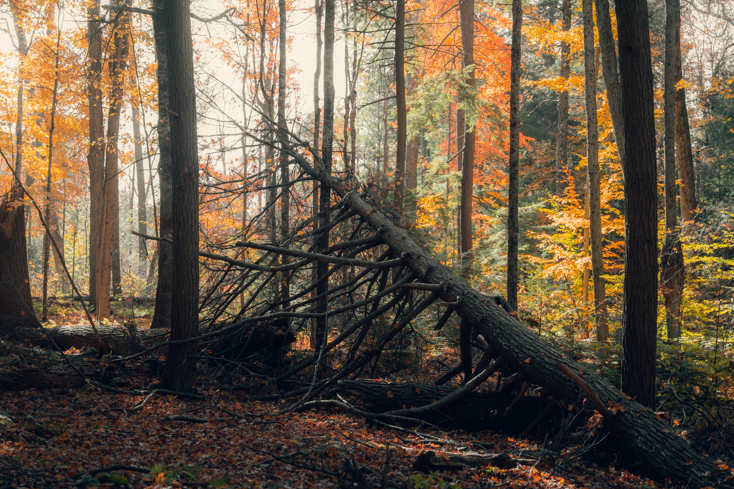 A forest scene with tall trees and fall foliage in shades of orange, yellow, and green. Sunlight filters through the canopy, illuminating the forest floor covered with fallen leaves. A fallen tree lies across the ground in the foreground.