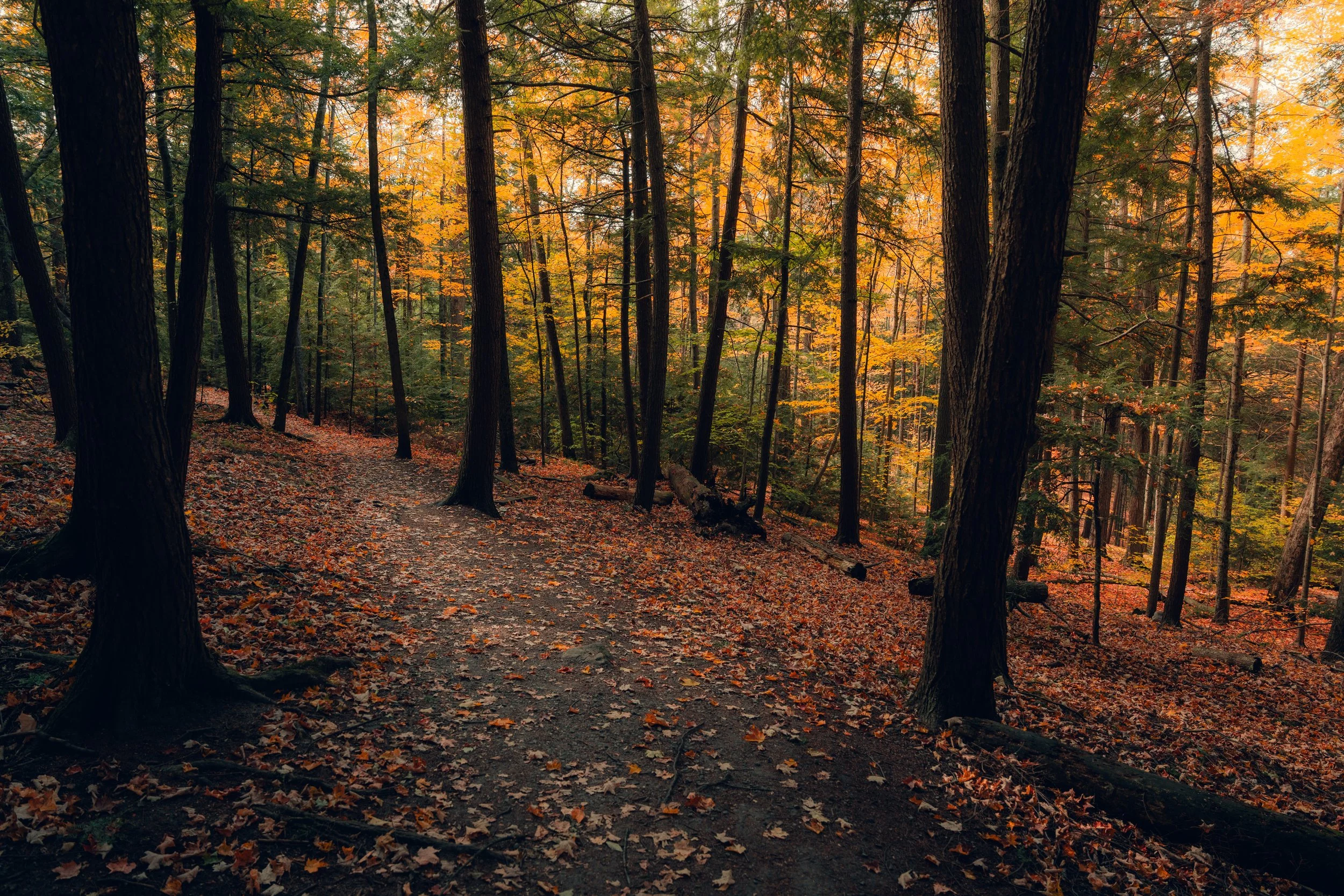 A forest trail during autumn with trees that have orange and yellow leaves, and a dirt path covered with fallen leaves.