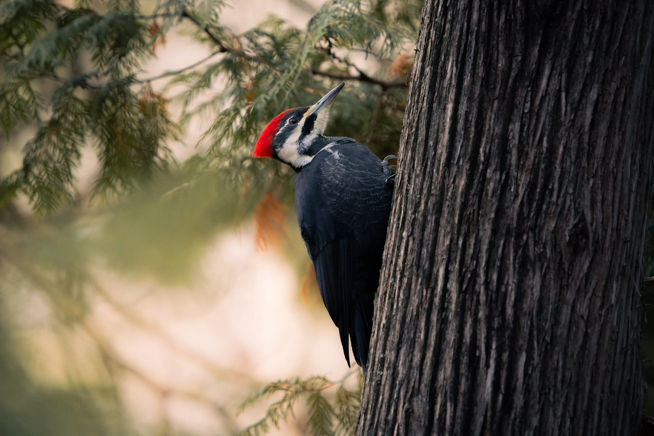 A woodpecker with a red crown and black and white body clinging to the side of a tree trunk among green foliage.
