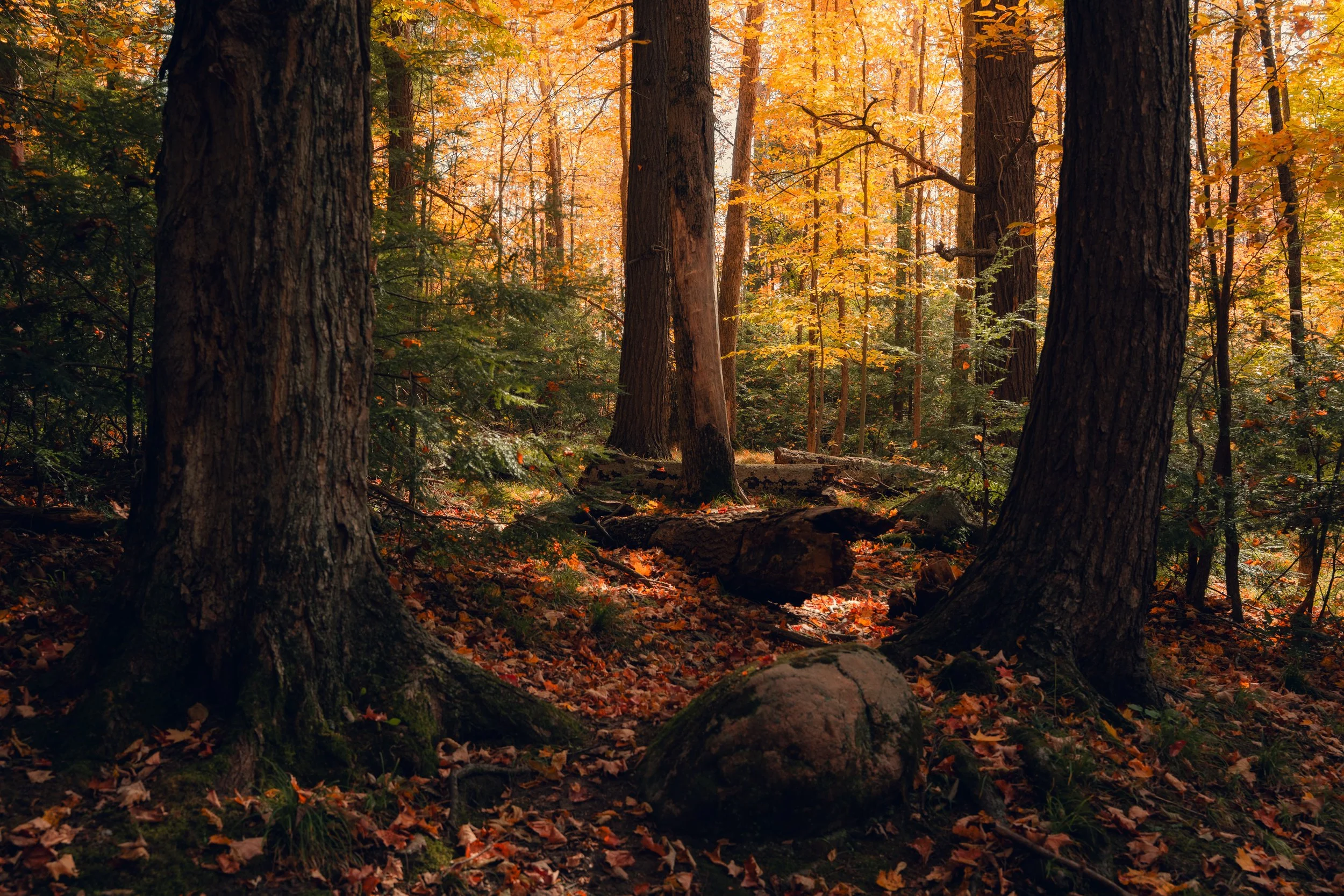 Autumn scene in a forest with tall trees, orange and yellow leaves, and a ground covered in fallen leaves.