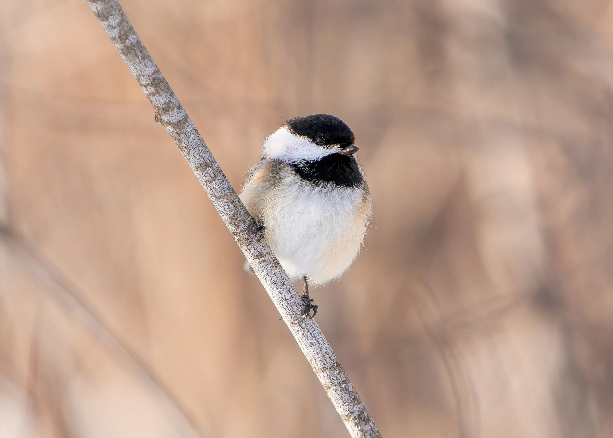 A small bird, likely a chickadee, perched on a thin, lichen-streaked branch with a soft, out-of-focus background in warm earthy tones.