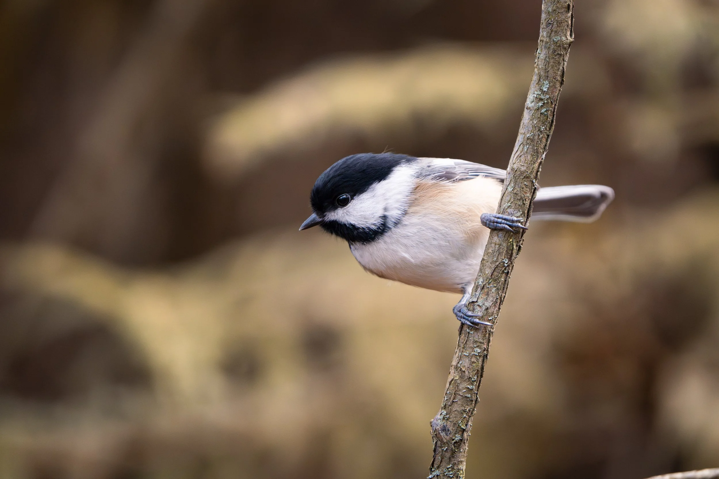 A small bird with black, white, and beige feathers perched on a thin tree branch.