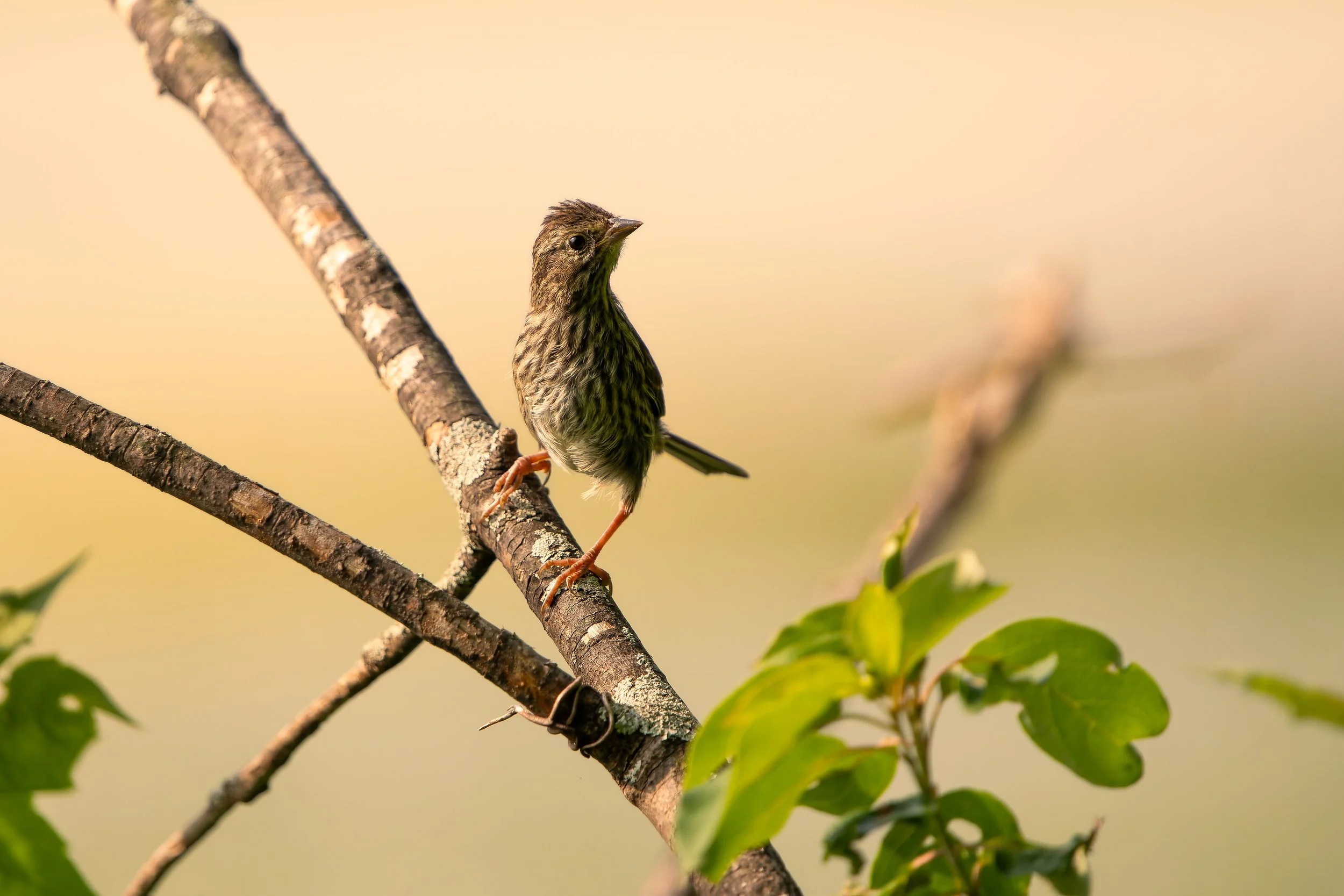 A small brown bird perched on a tree branch with green leaves, against a blurred light background.