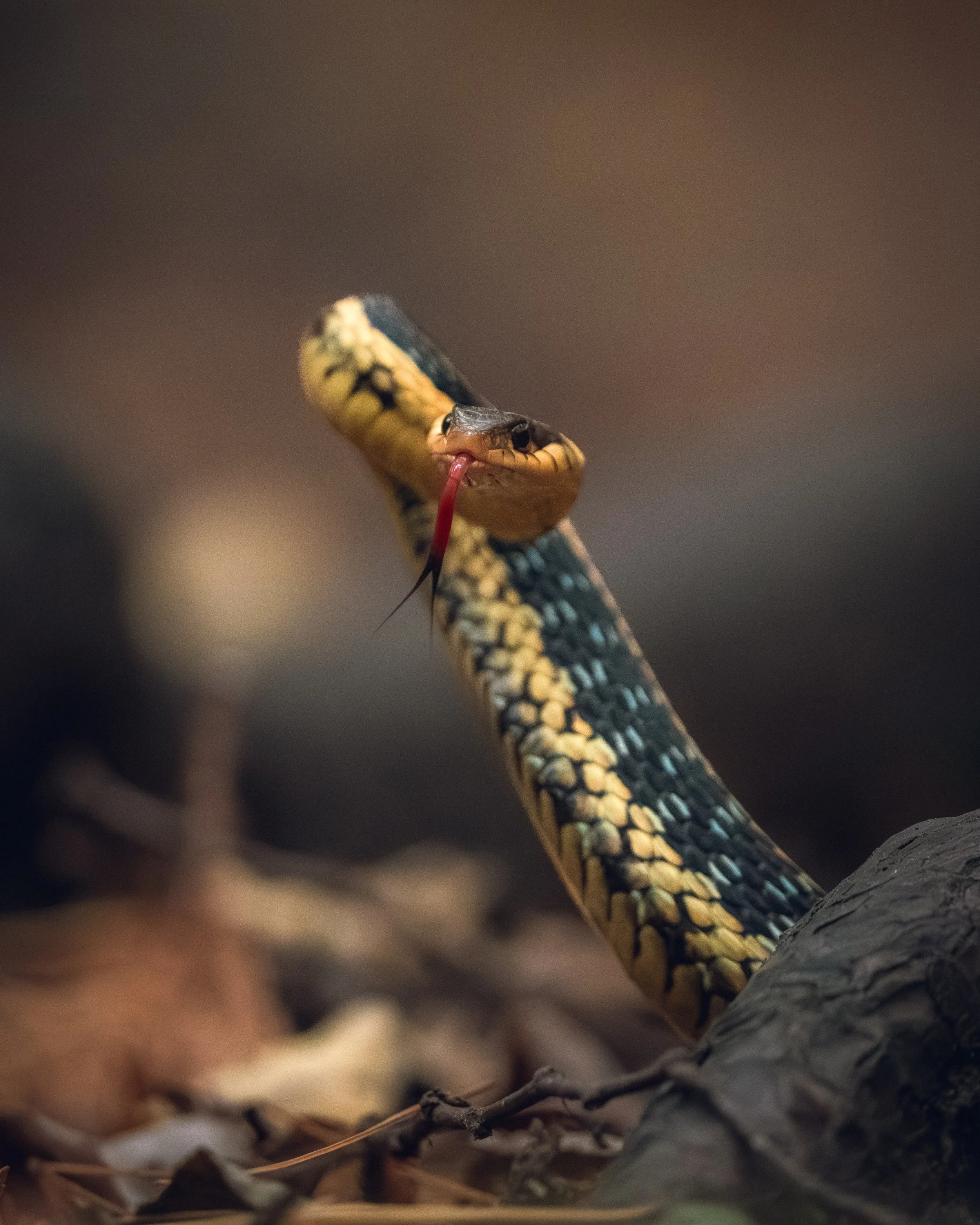 Close-up of a snake with a yellow, black, and brown pattern, tongue flicking out, among dry leaves and twigs.