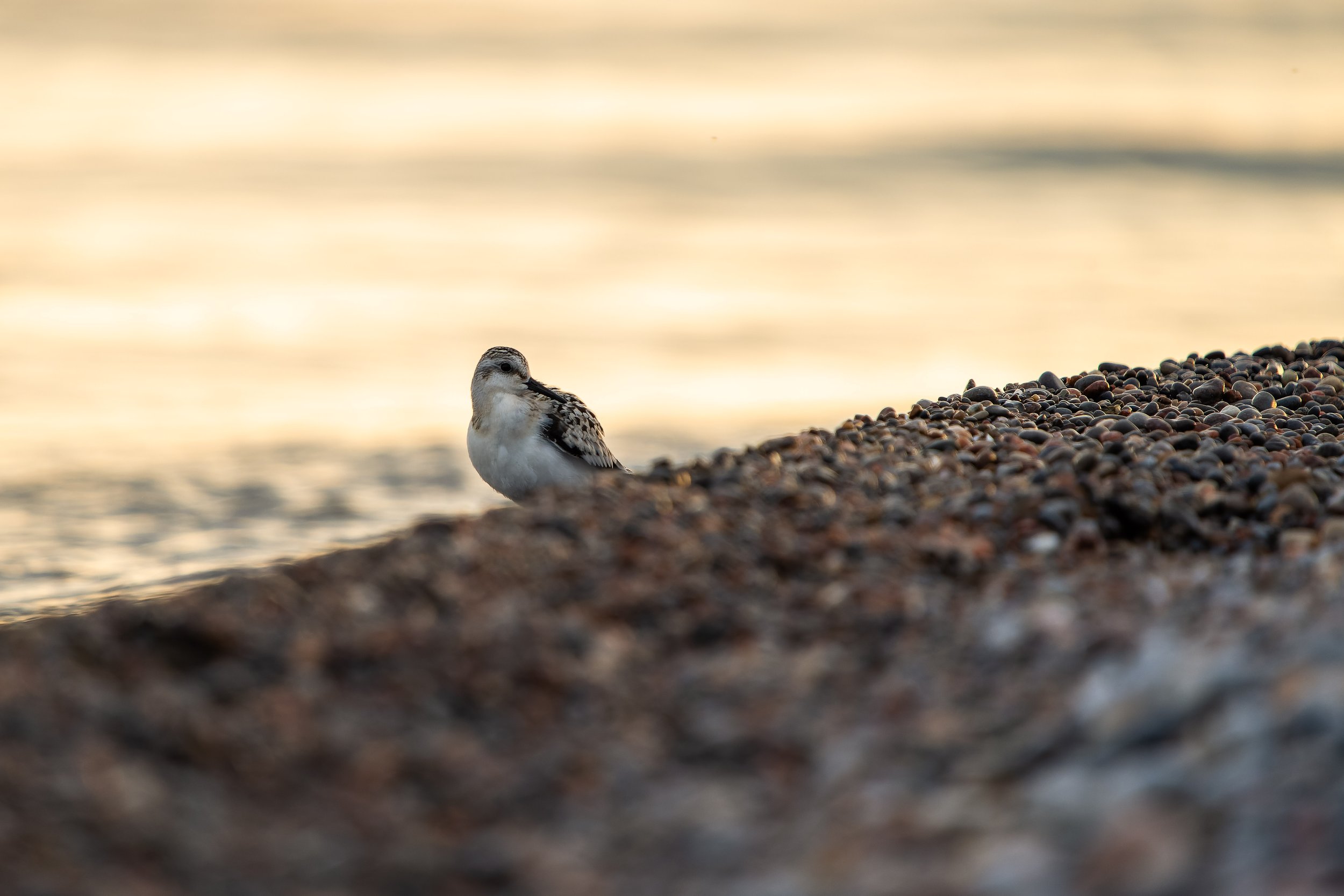A small bird, likely a sandpiper, standing on a pebble-covered shoreline with a blurred ocean and sunset in the background.