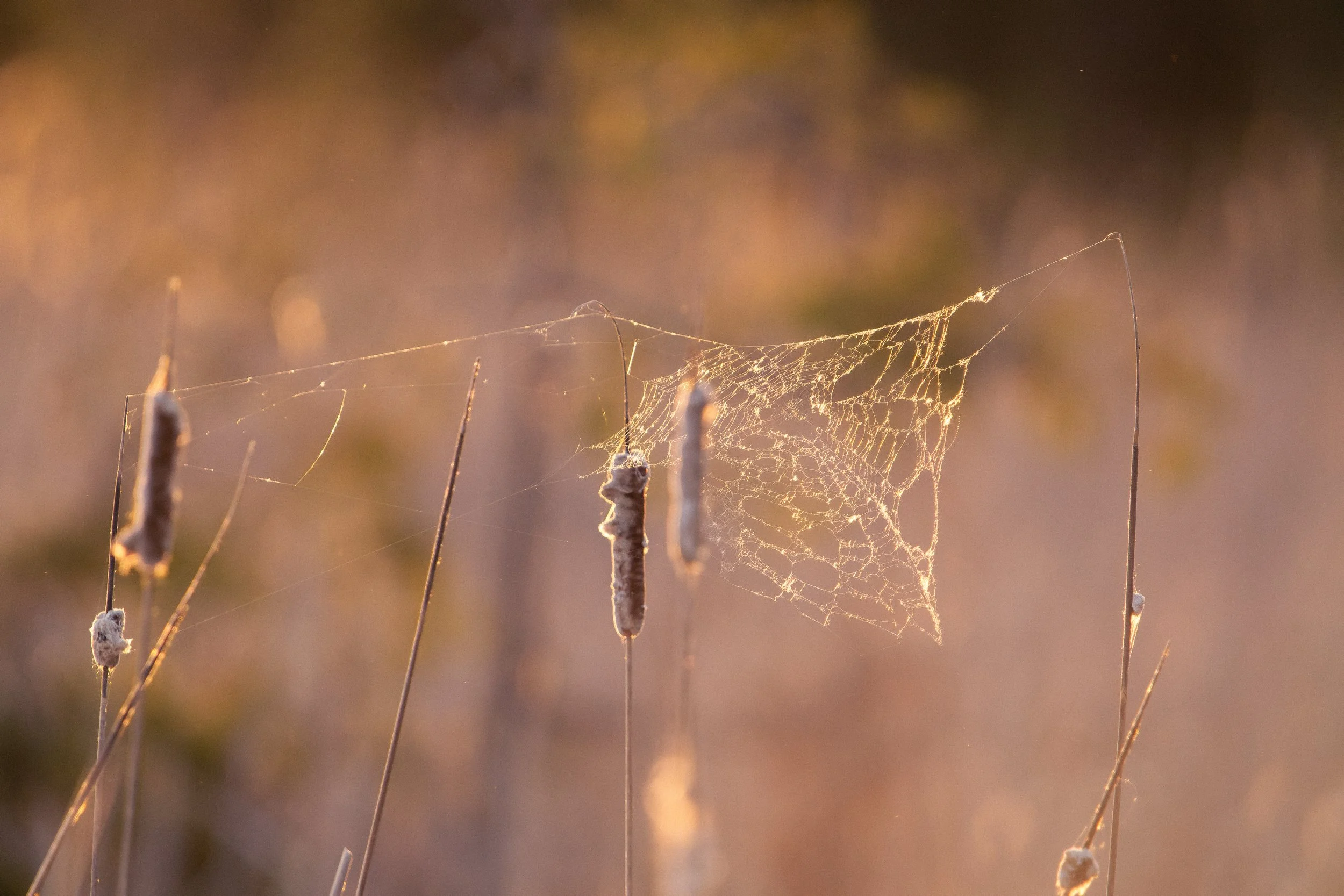 Close-up of spider web woven between dried plants in a natural setting during sunset.