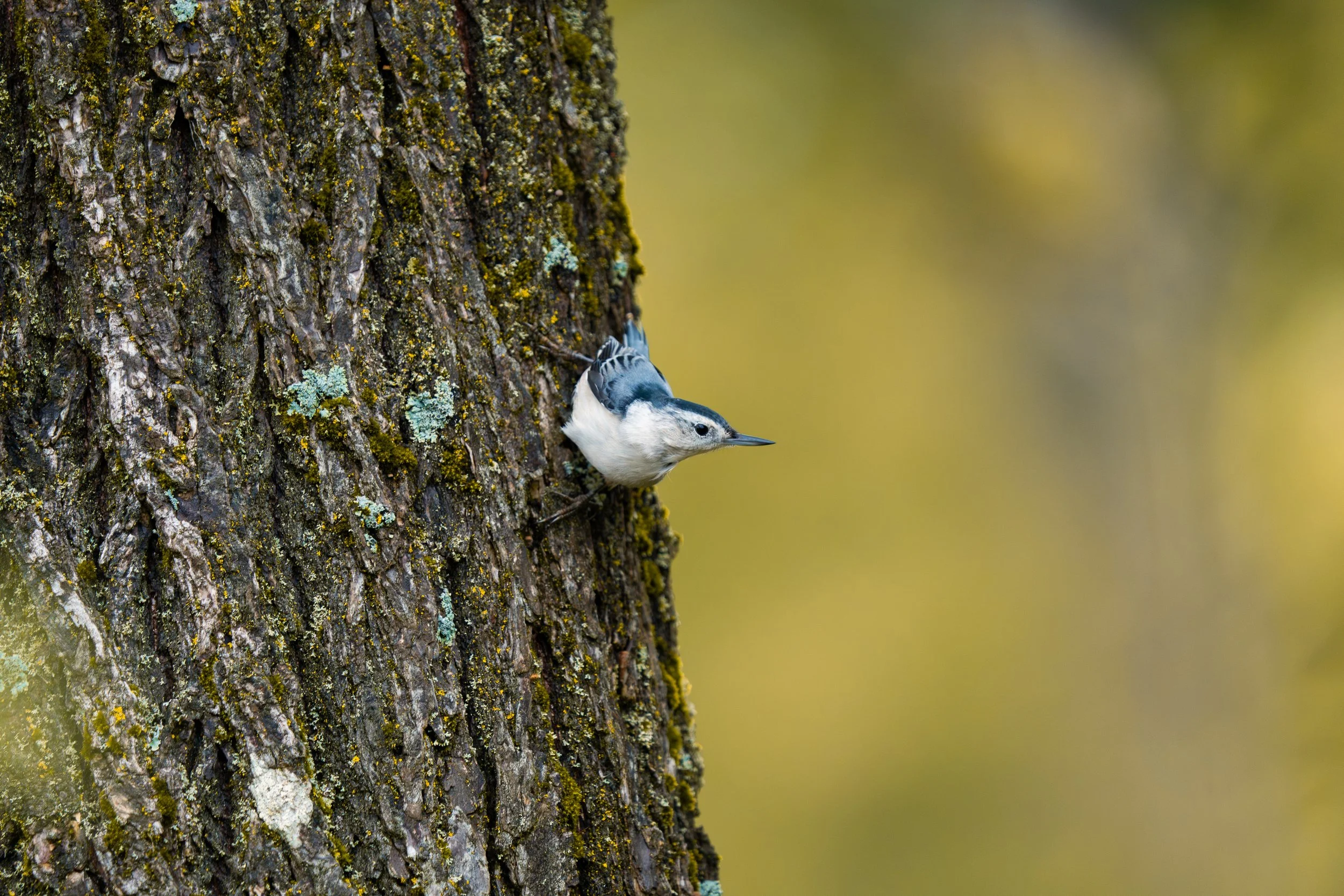 A small bird with black and white feathers, a black stripe on its head, and a long, thin beak perching on a tree trunk. The tree bark is rough and covered with patches of greenish lichen.