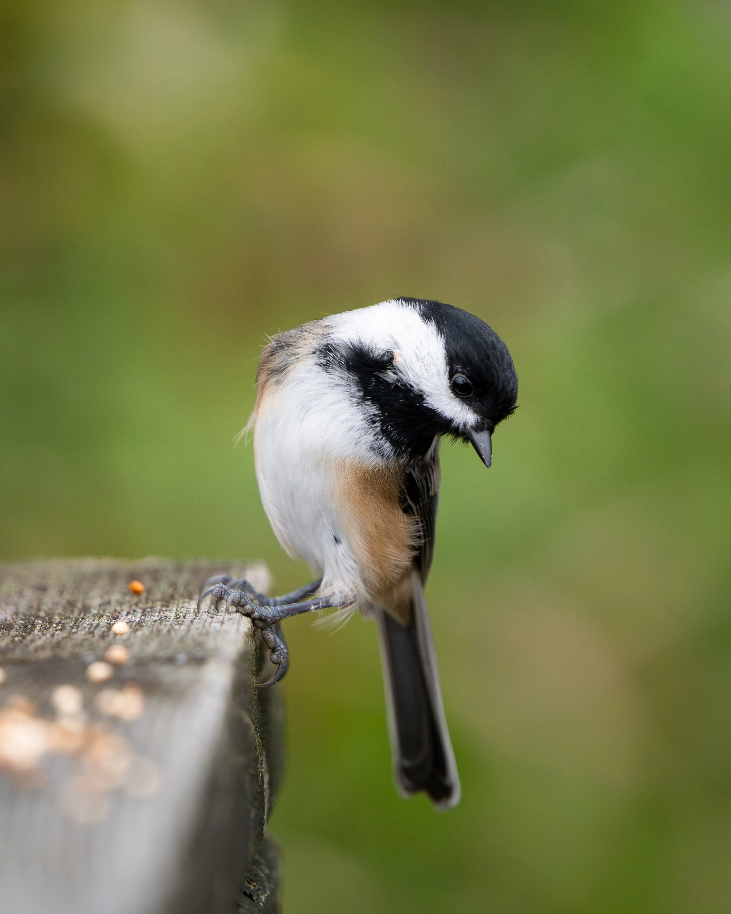 Close-up of a bird with black and white feathers, perched on a concrete surface with scattered seeds, against a blurred green background.