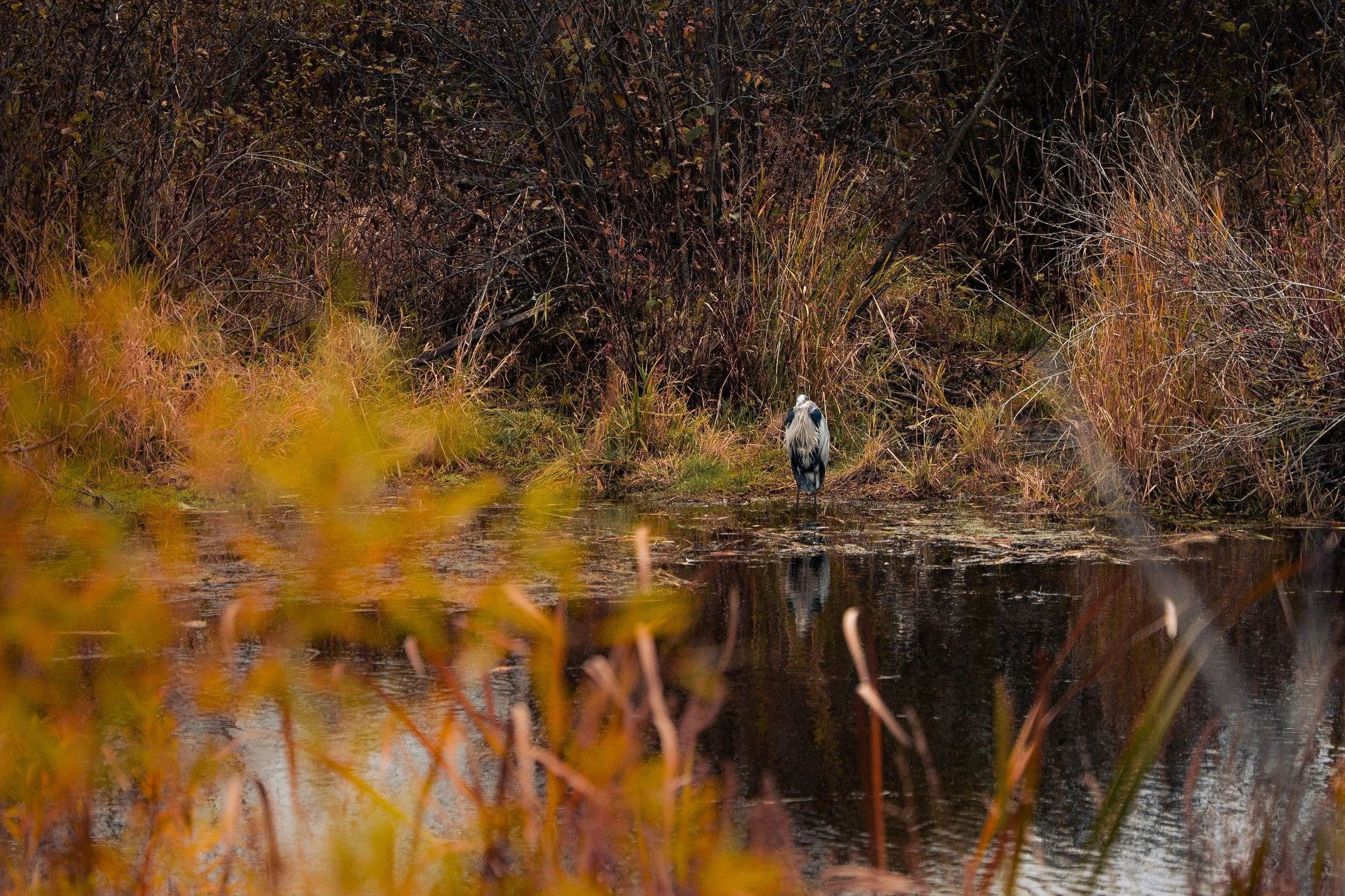 A heron standing in shallow water near the edge of a wetland, with dense, leafless bushes and tall grasses in the background.