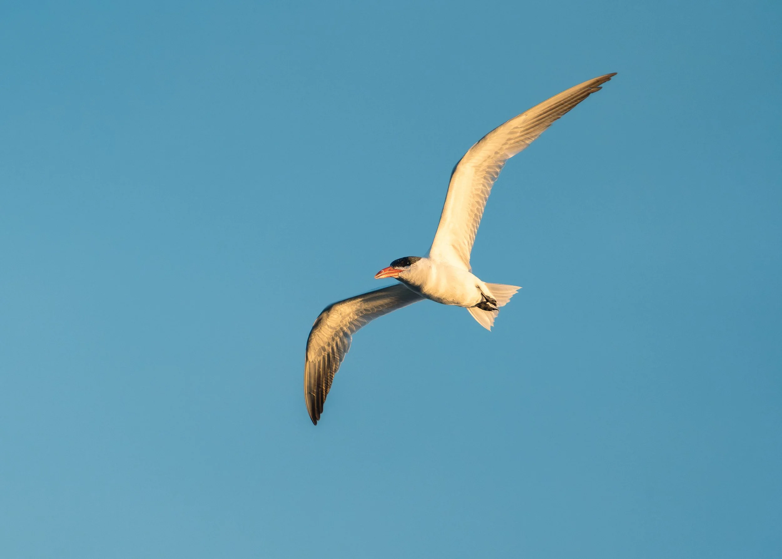 A seagull flying in a clear blue sky with its wings spread wide.