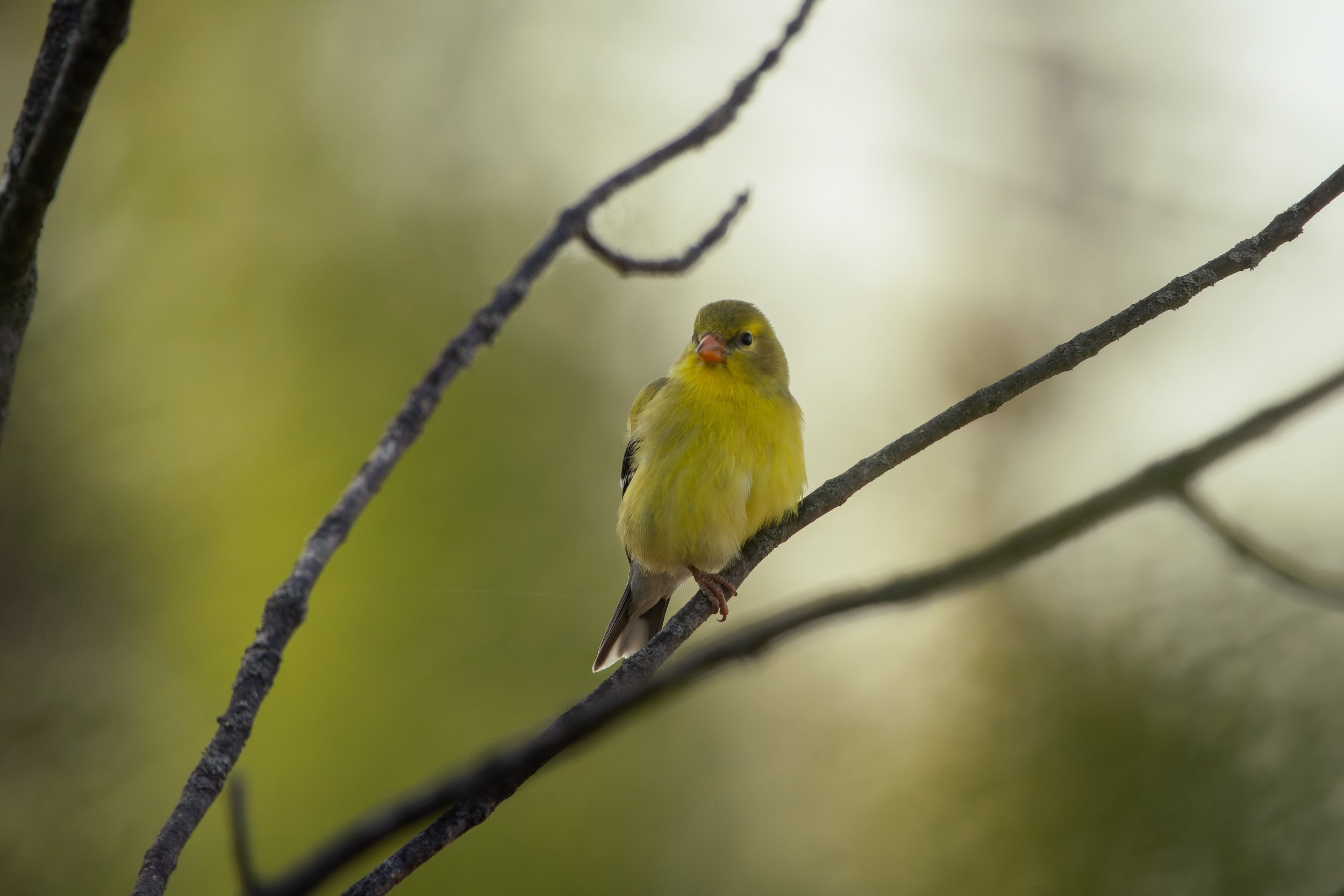 A small yellow bird perched on a tree branch with a blurred green background.