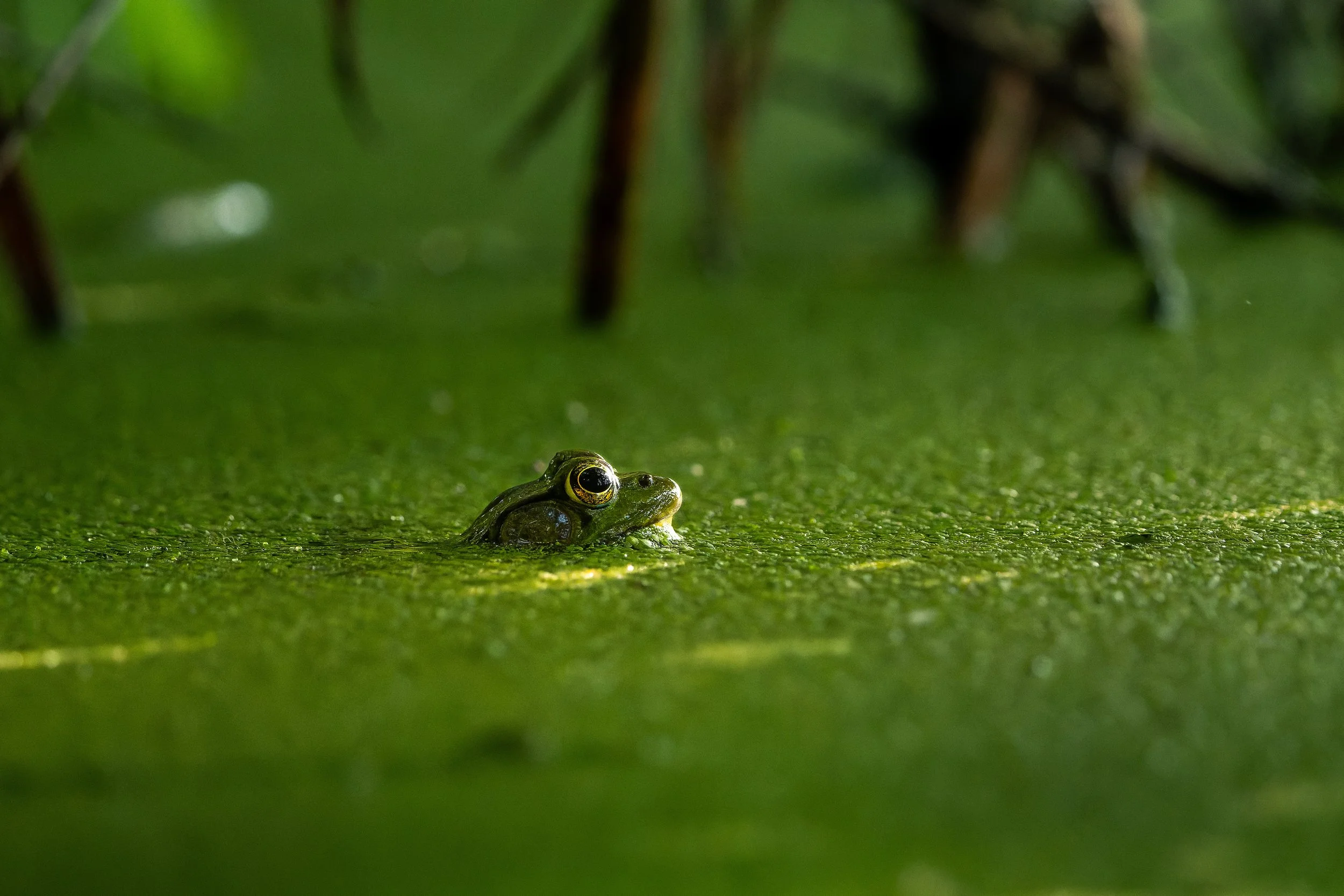A frog sitting on green moss or algae-covered surface in a lush, green jungle setting with blurred foliage in the background.