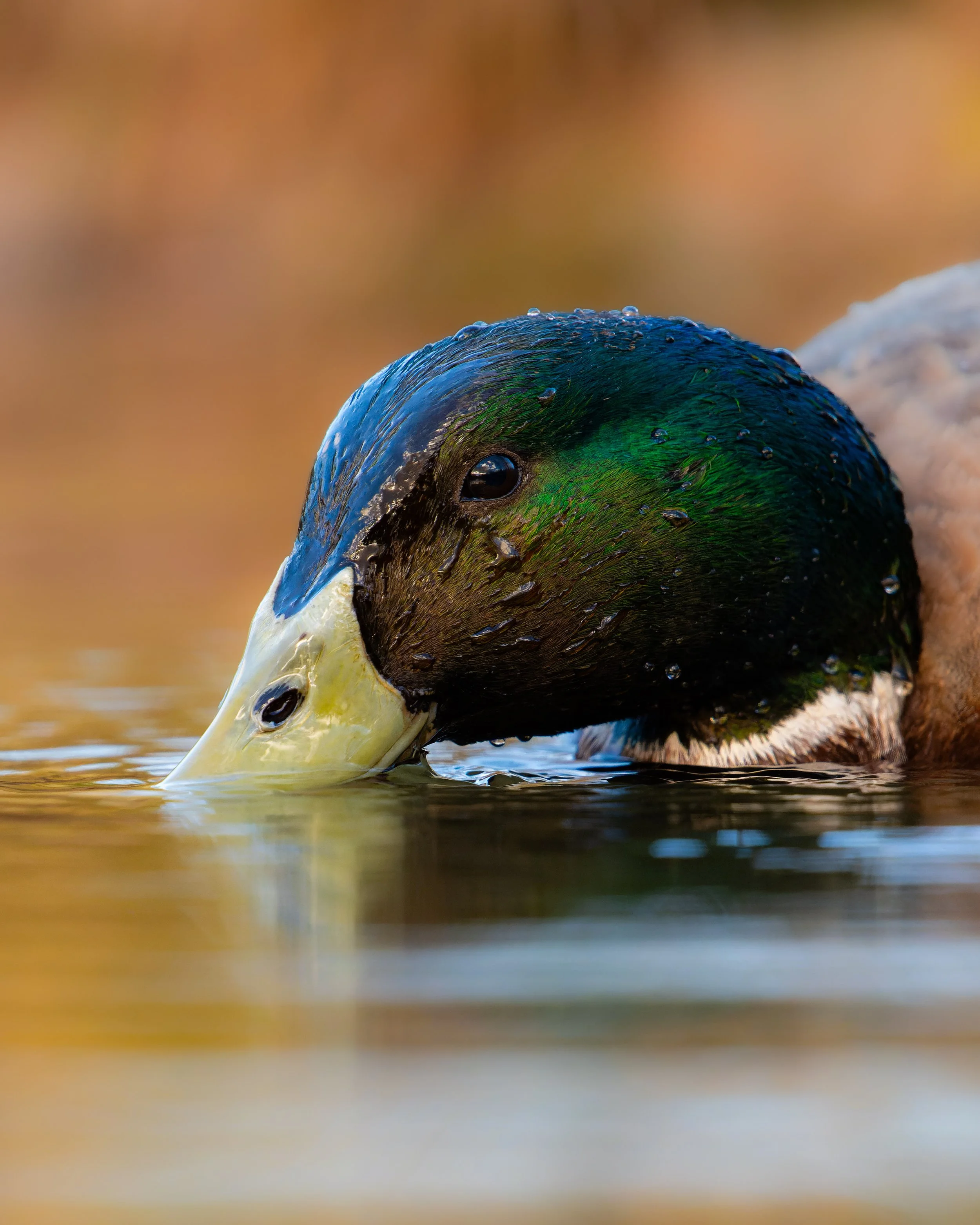 Close-up of a duck's head with water droplets, swimming in water with a blurred natural background.