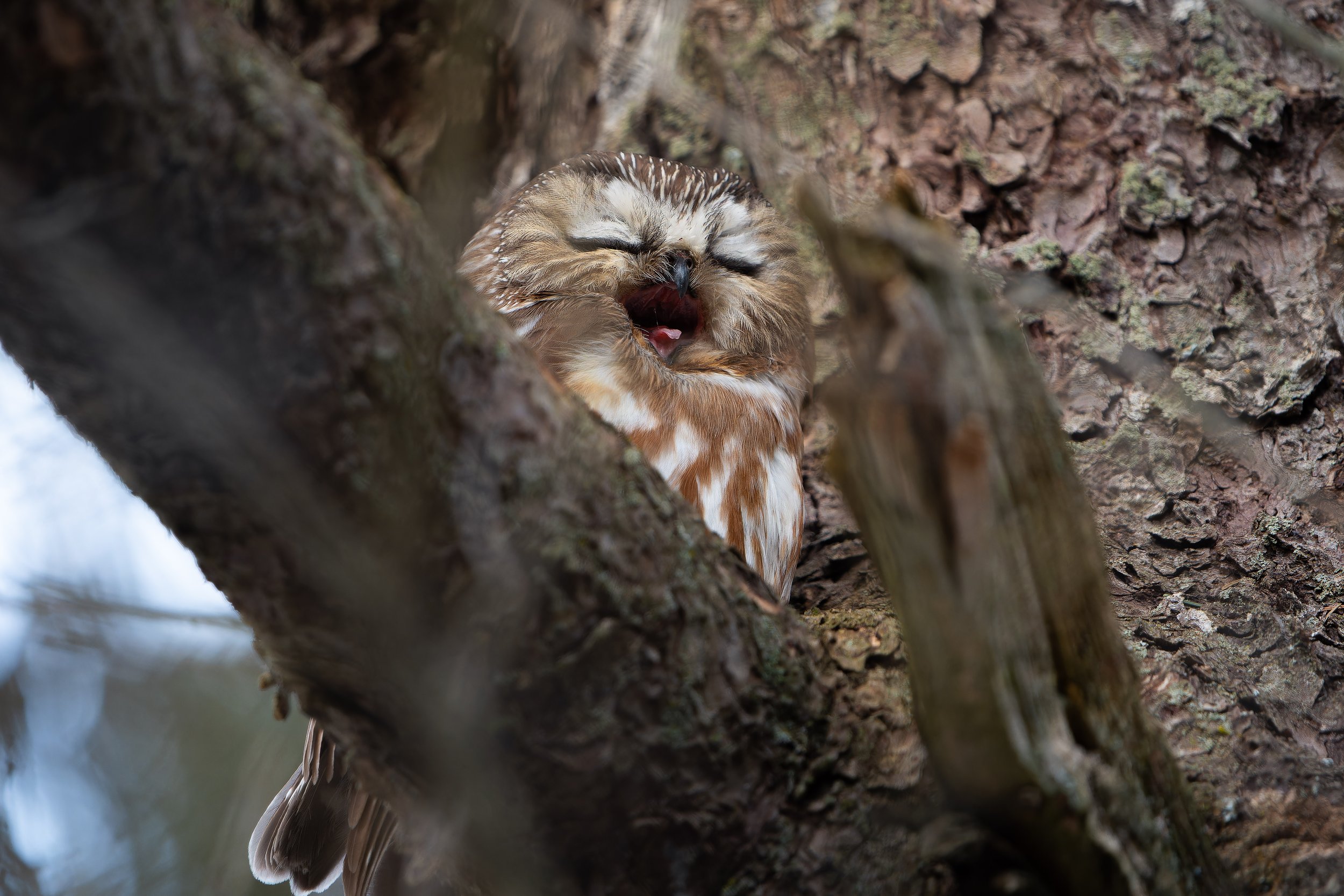 A small owl with closed eyes, yawning or sleeping, nestled in the bark of a tree.