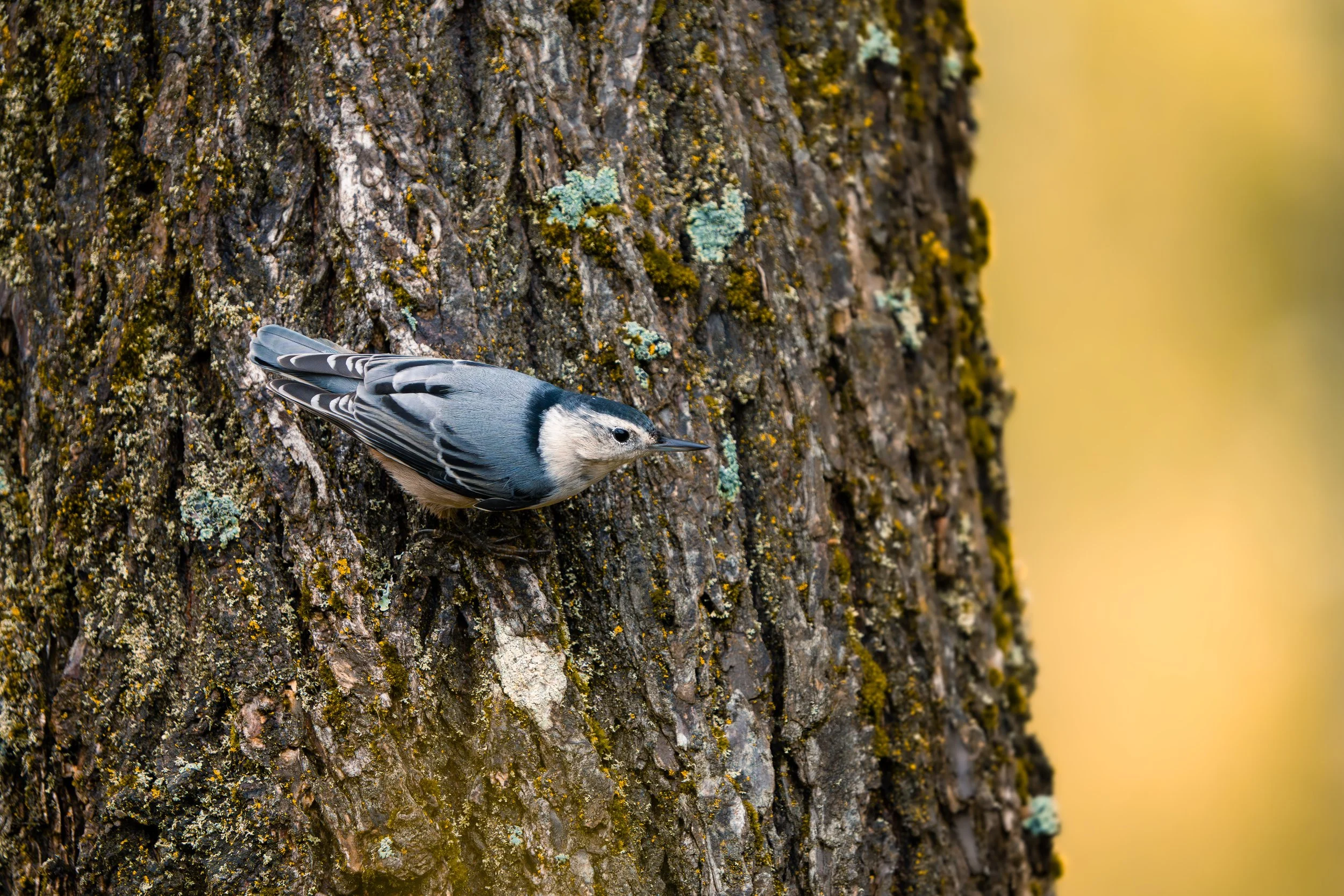 A small bird with black and white plumage perched on the side of a tree trunk covered in moss and lichen.