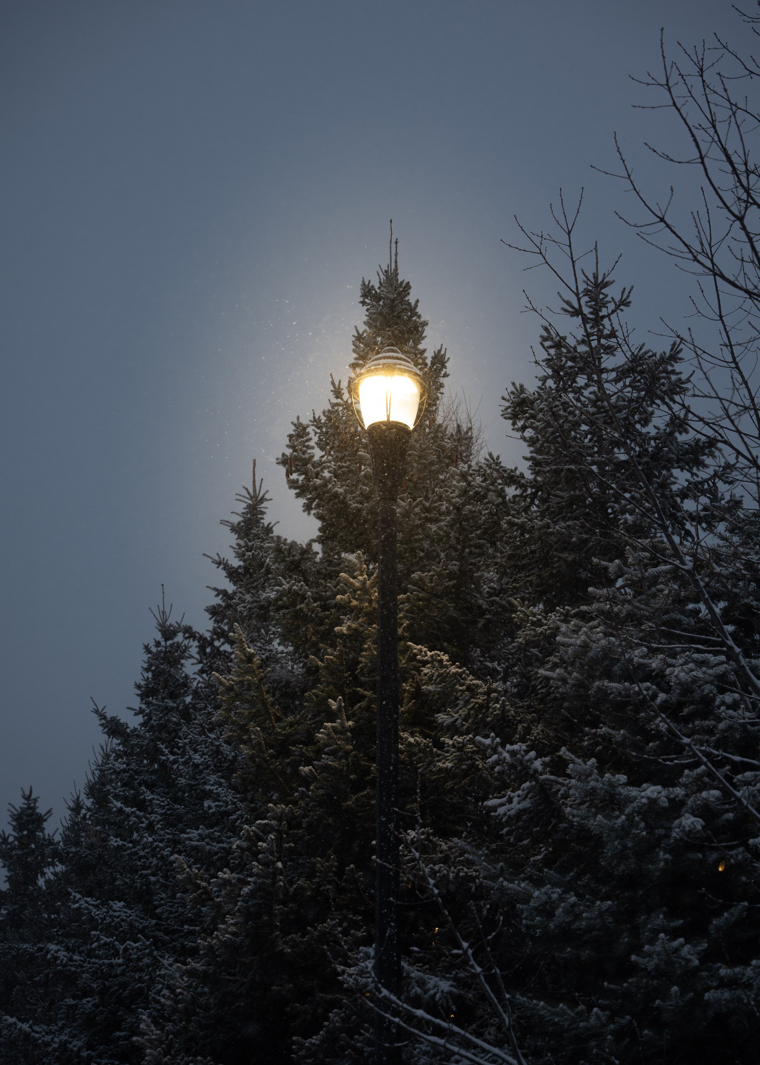 A lit street lamp surrounded by snow-covered pine trees at night.