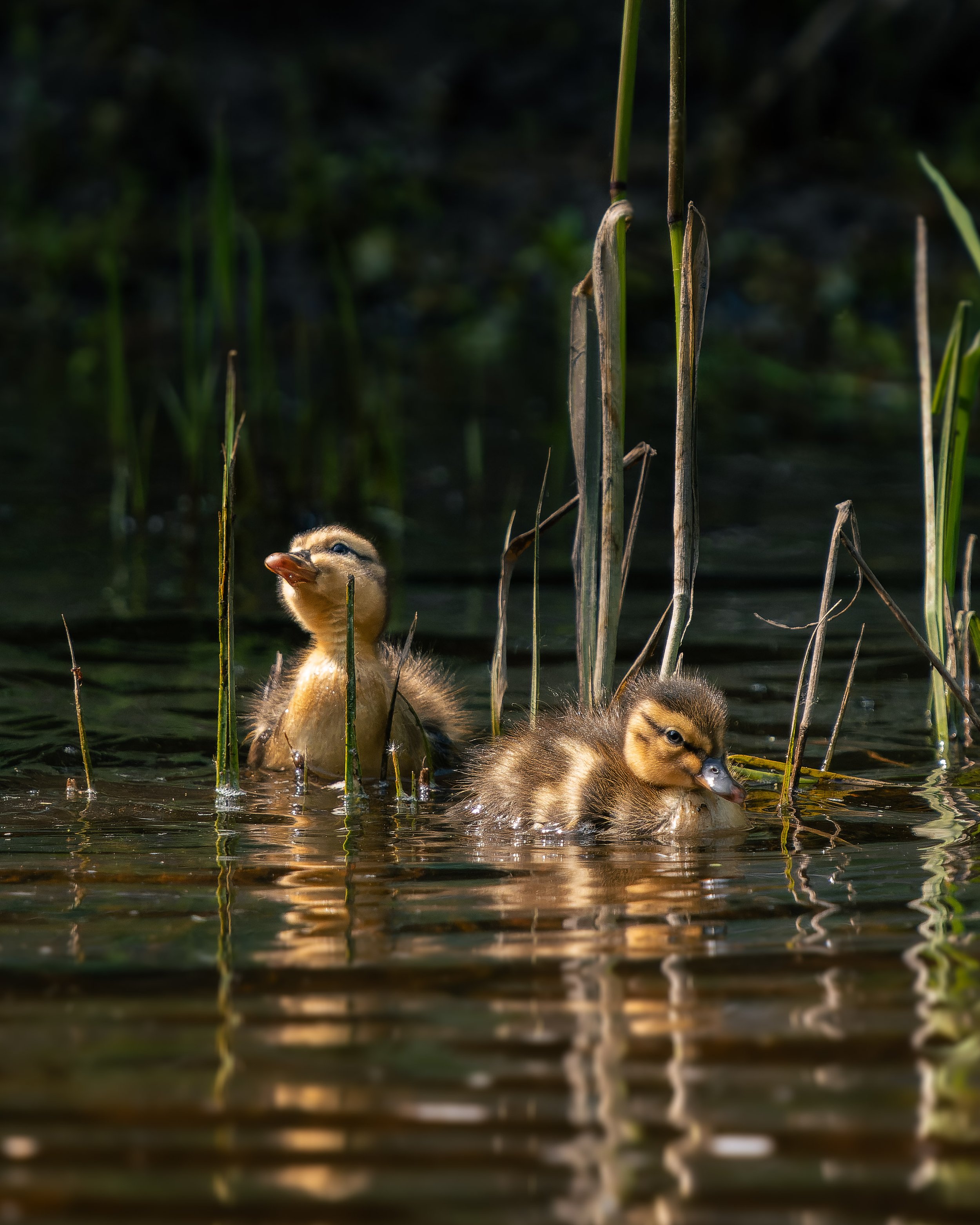 Two ducklings swimming among reeds in a body of water at sunset