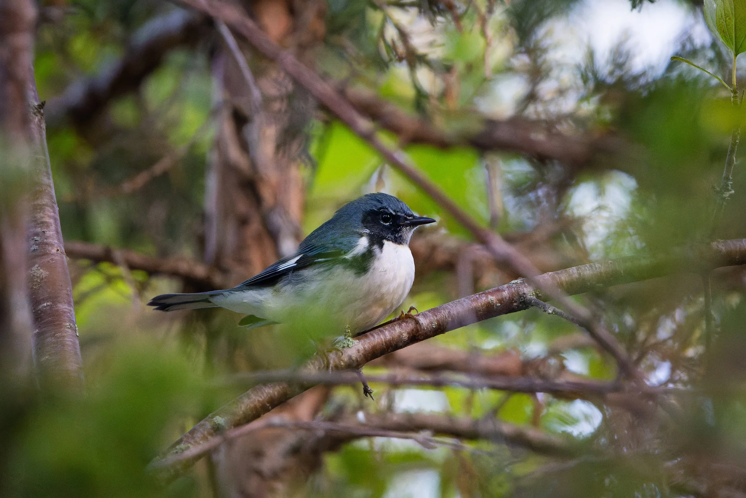 A small bird perched on tree branches, partially hidden among green leaves and twigs.