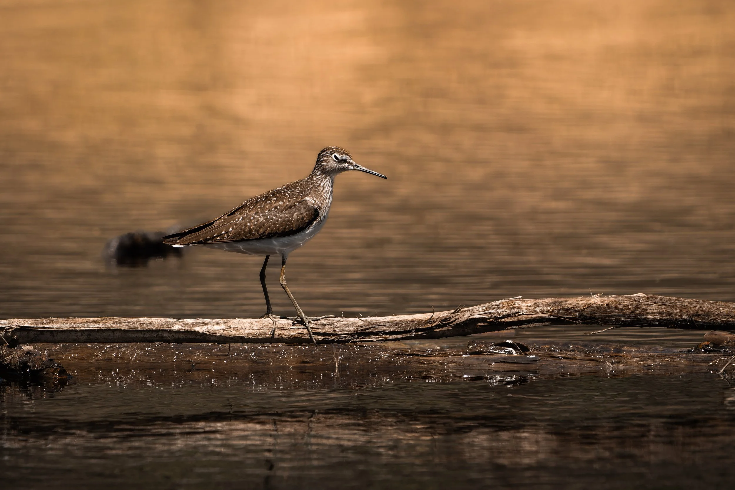 A brown bird with white spots standing on a driftwood log in a body of water.