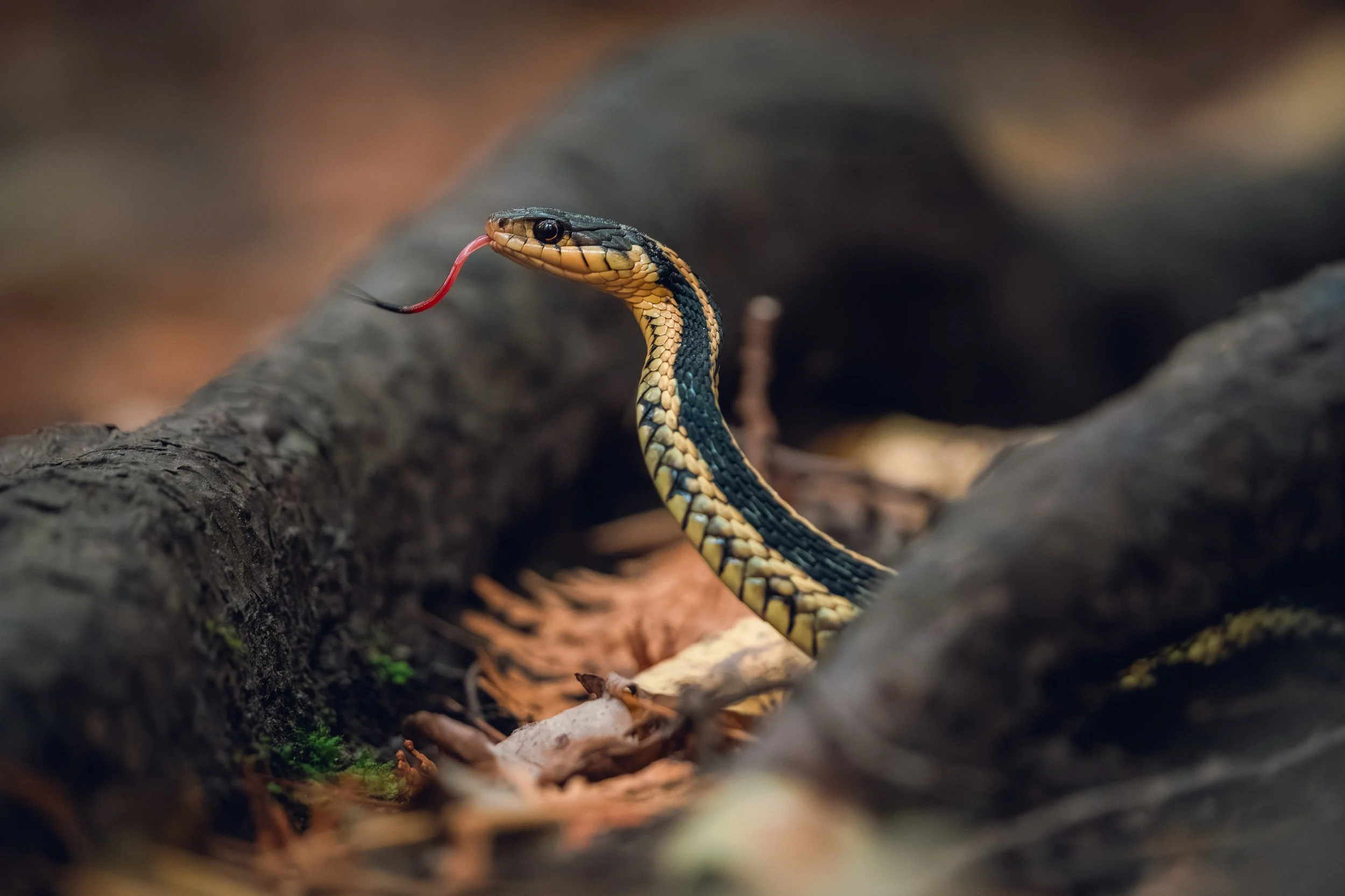 Close-up of a snake with yellow and black markings, sticking out its red tongue.