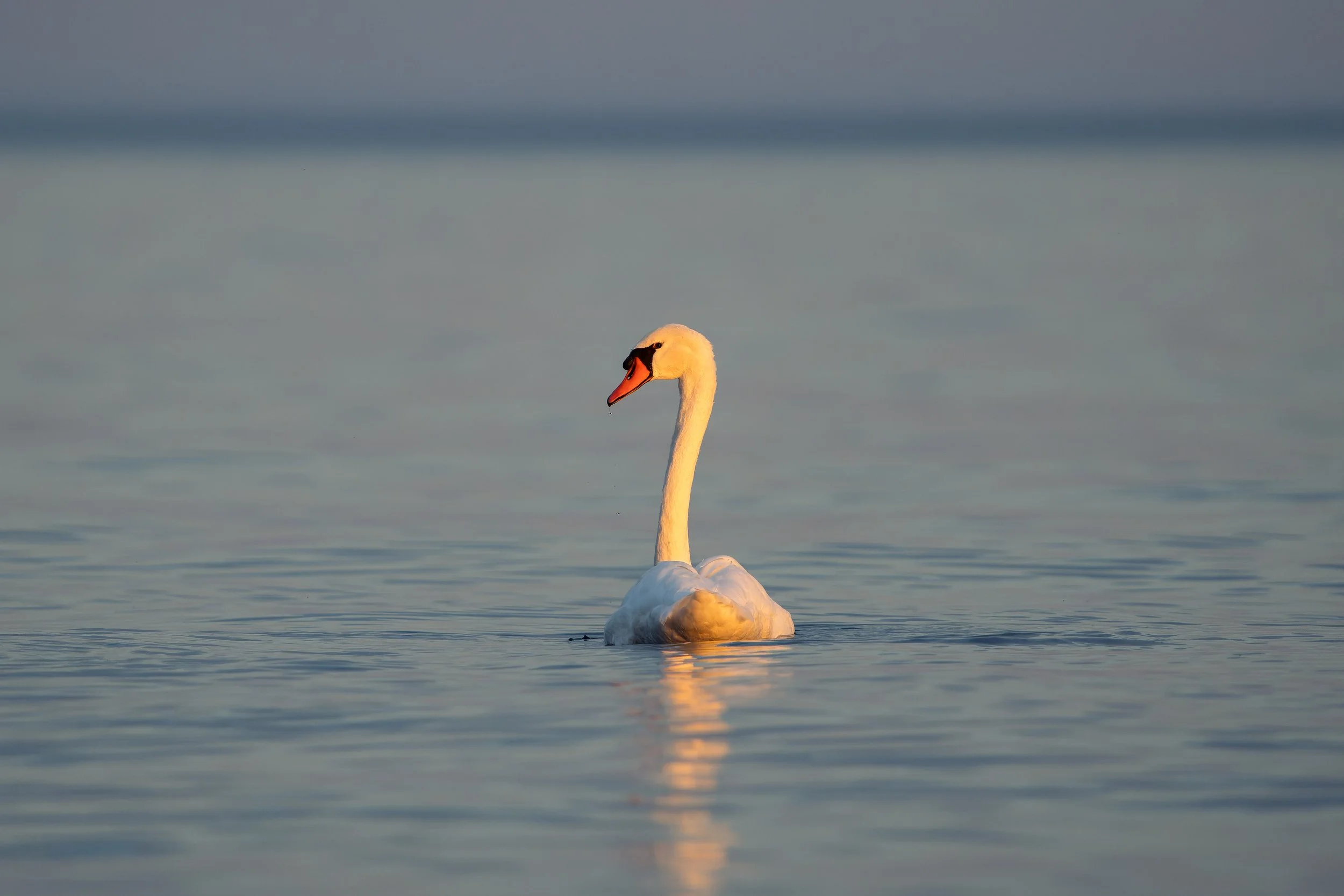 A white swan gliding on calm water with a dark horizon in the background.