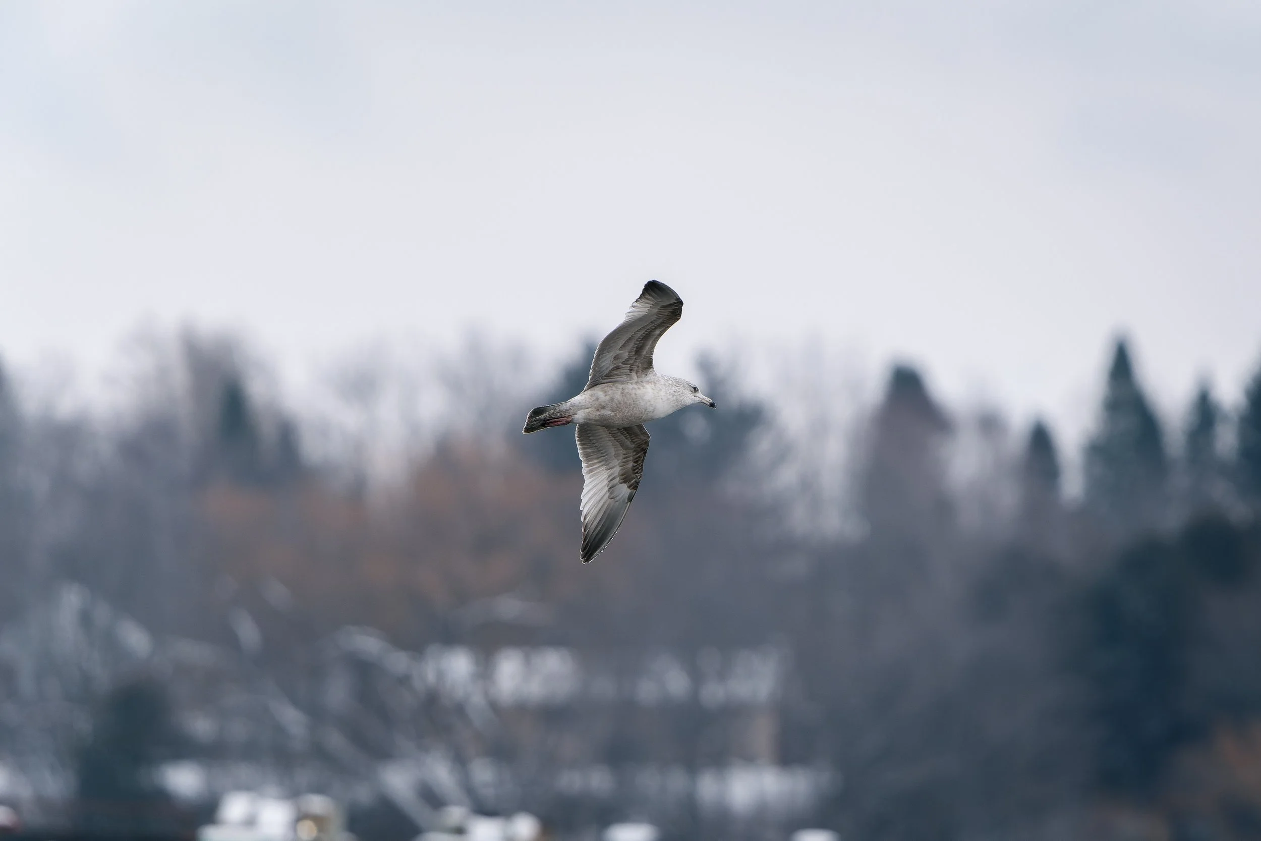 A seagull flying in front of a blurred landscape with trees and sky.