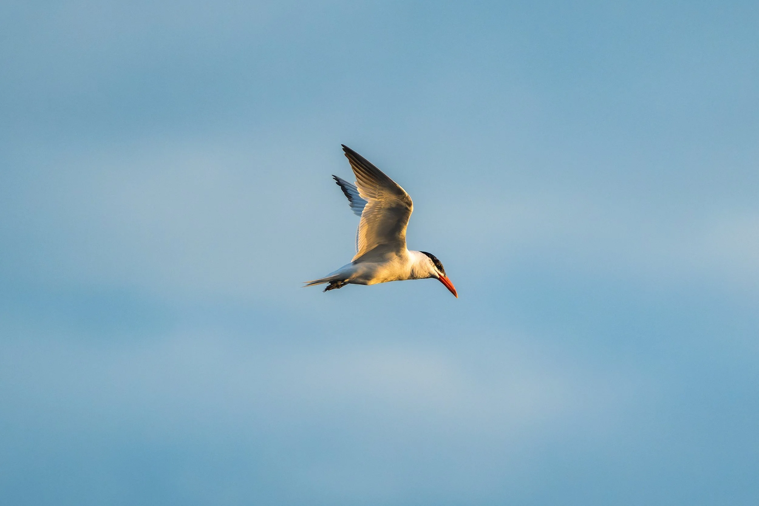 A seagull flying in a light blue sky, wings spread wide, with sunlight illuminating its feathers.