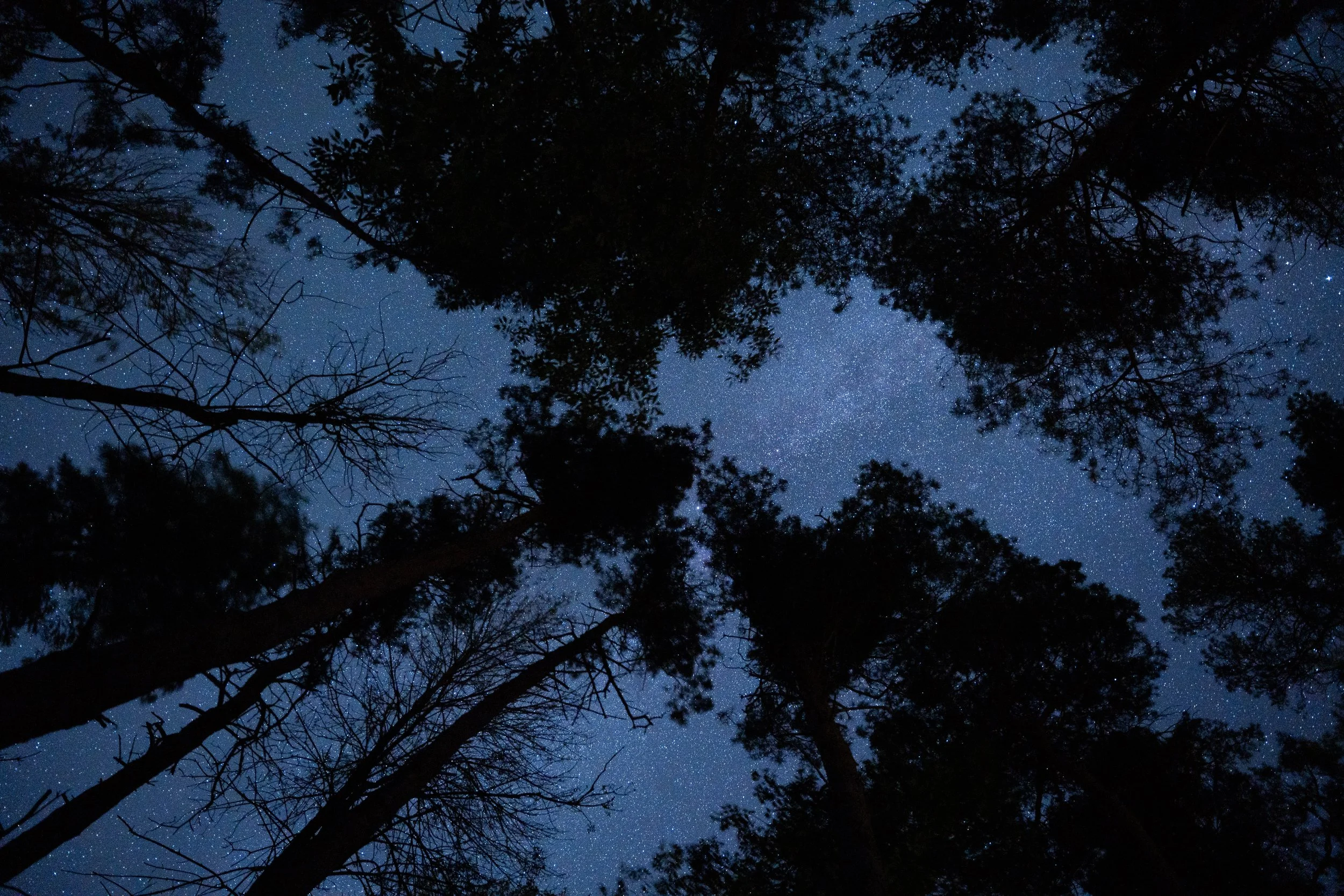 Night sky filled with stars visible through the silhouettes of tall trees.