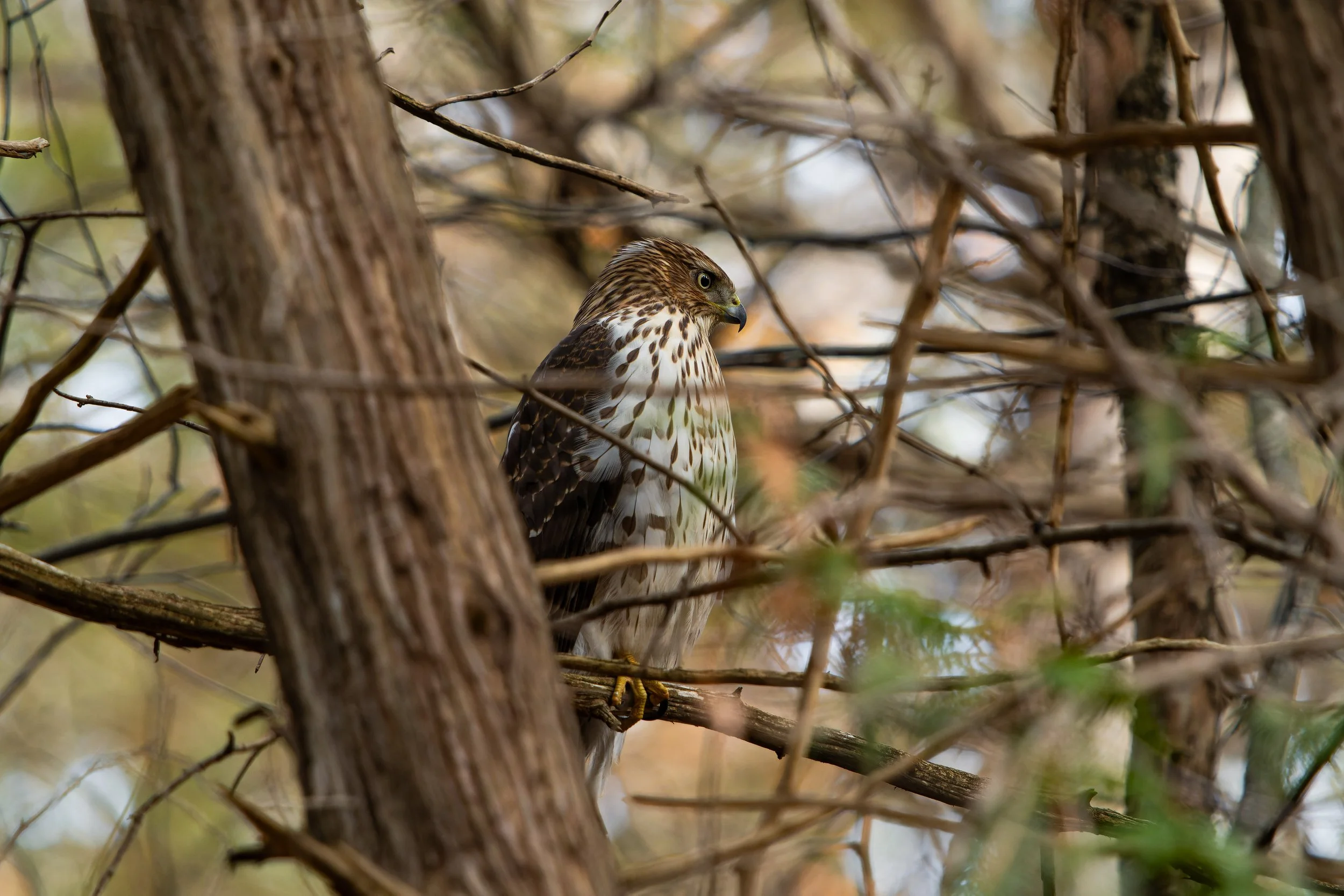 A hawk perched on a branch, partially obscured by tree branches and foliage.