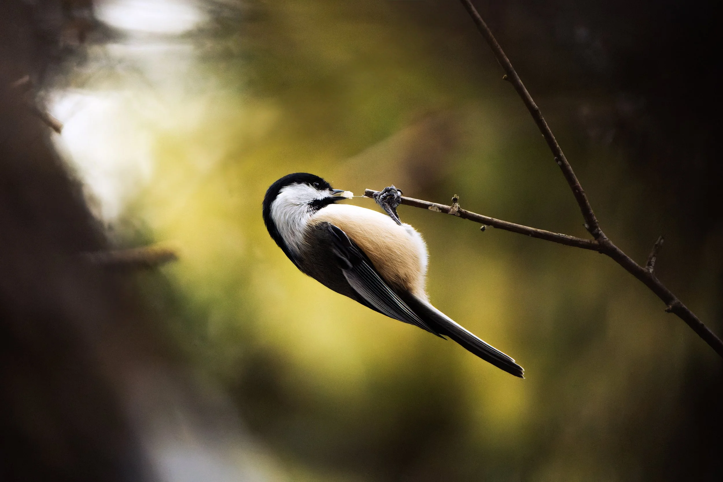 A small bird, possibly a chickadee, perched on a thin branch, with a soft blurred background of greenery and light.