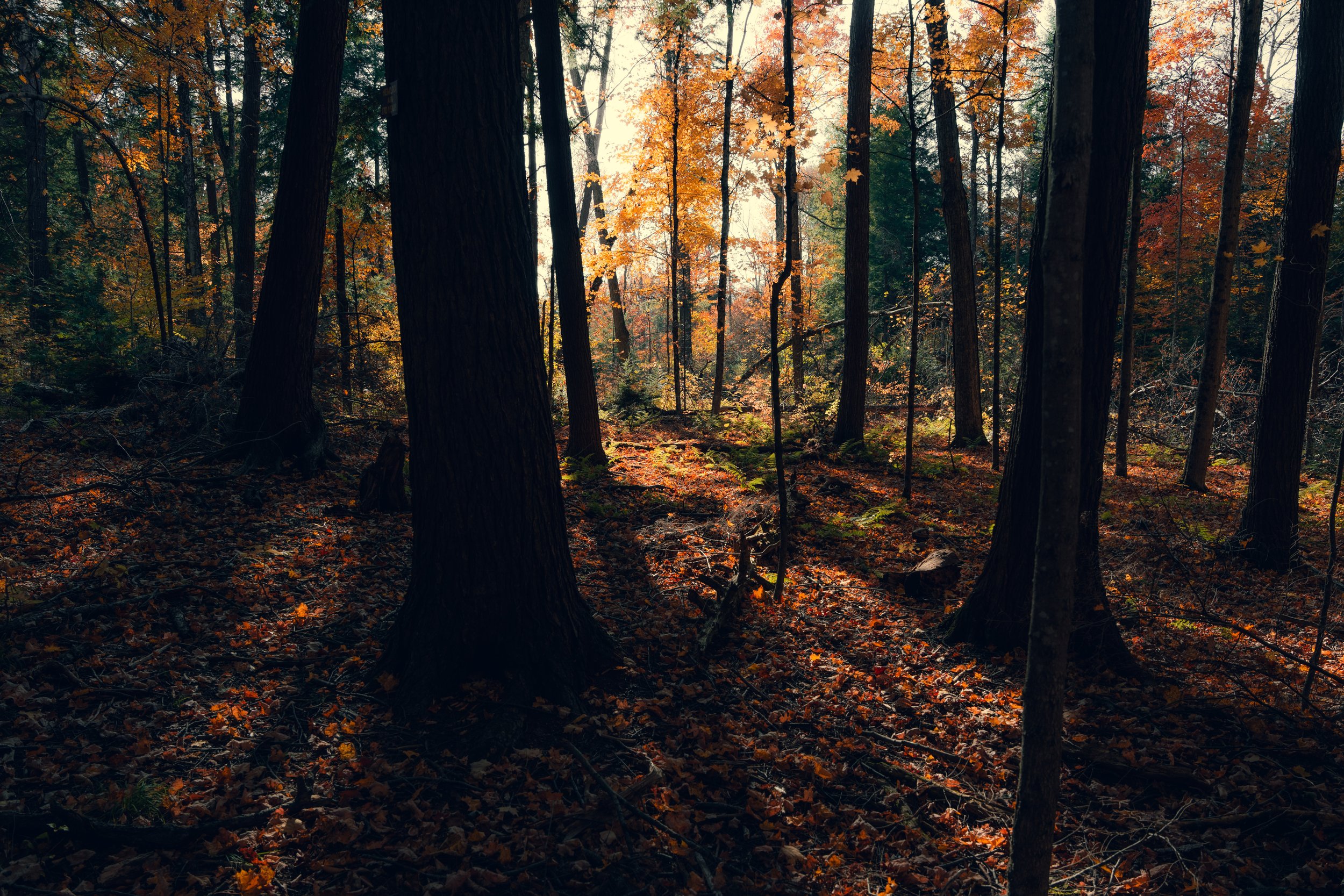 A dense forest scene during autumn with tall trees and sunlight filtering through orange and yellow leaves, casting shadows on the forest floor covered with fallen leaves.