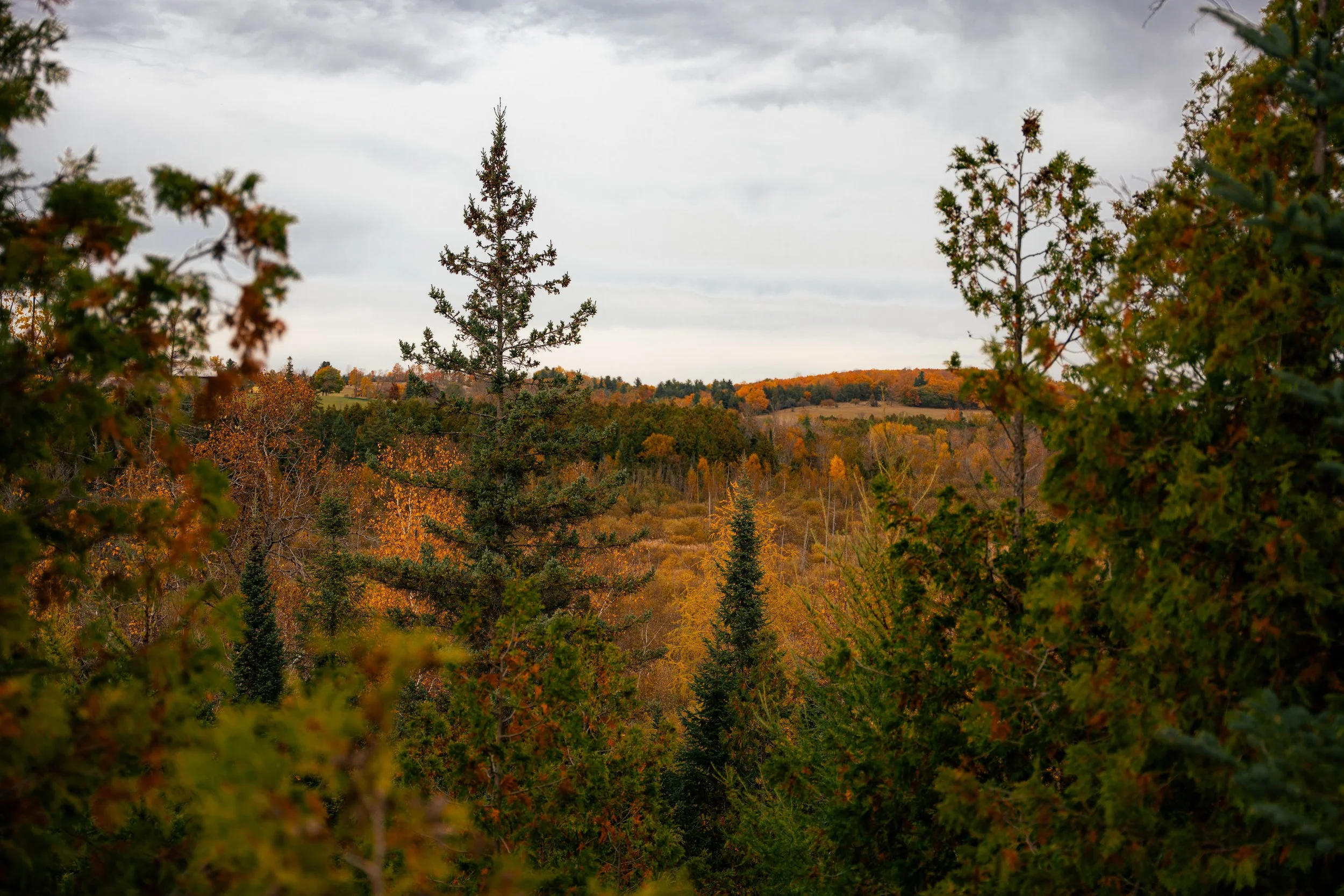 Autumn landscape with colorful trees and cloudy sky.