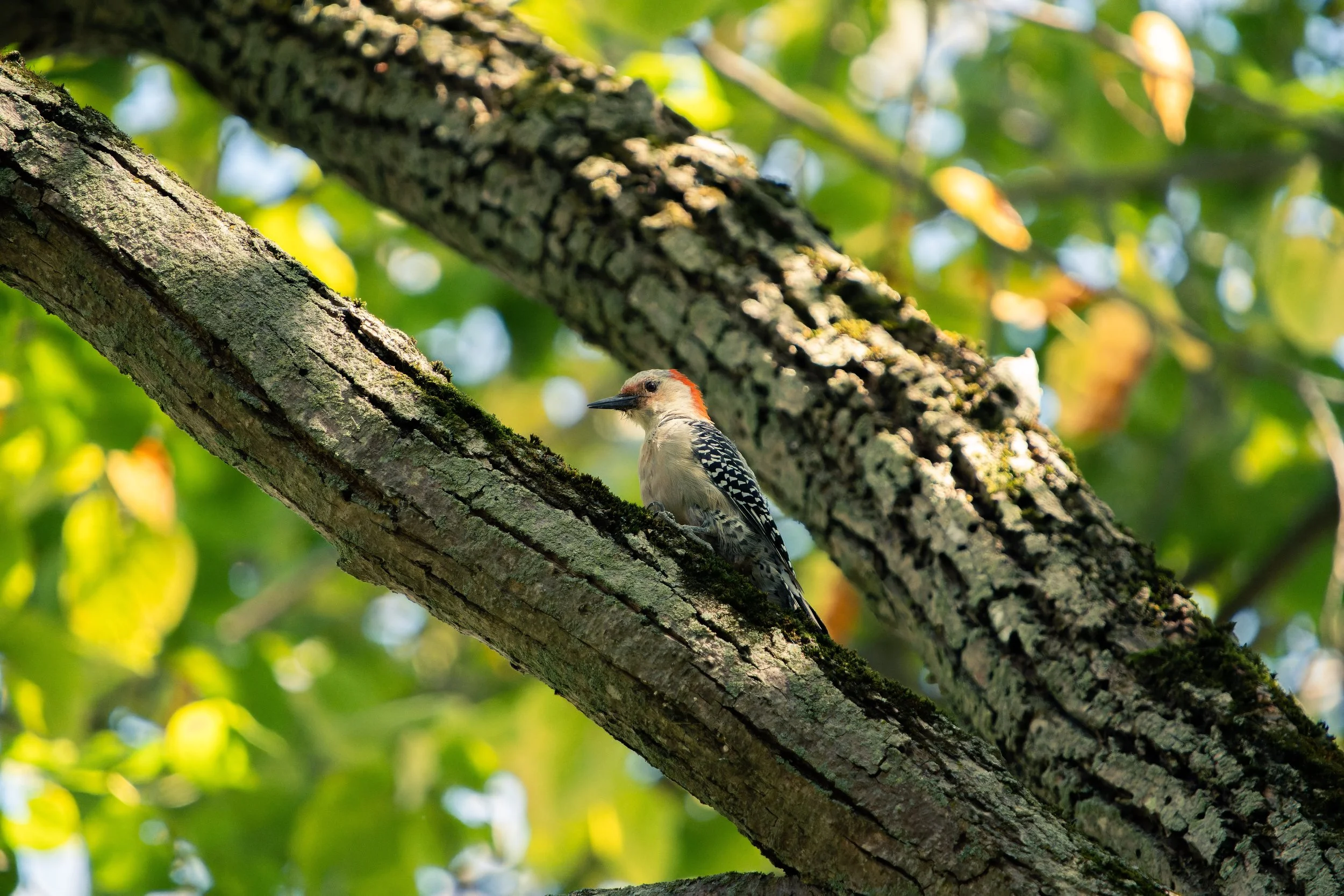 A woodpecker perched on a tree branch in a lush, green forest with sunlight filtering through the leaves.