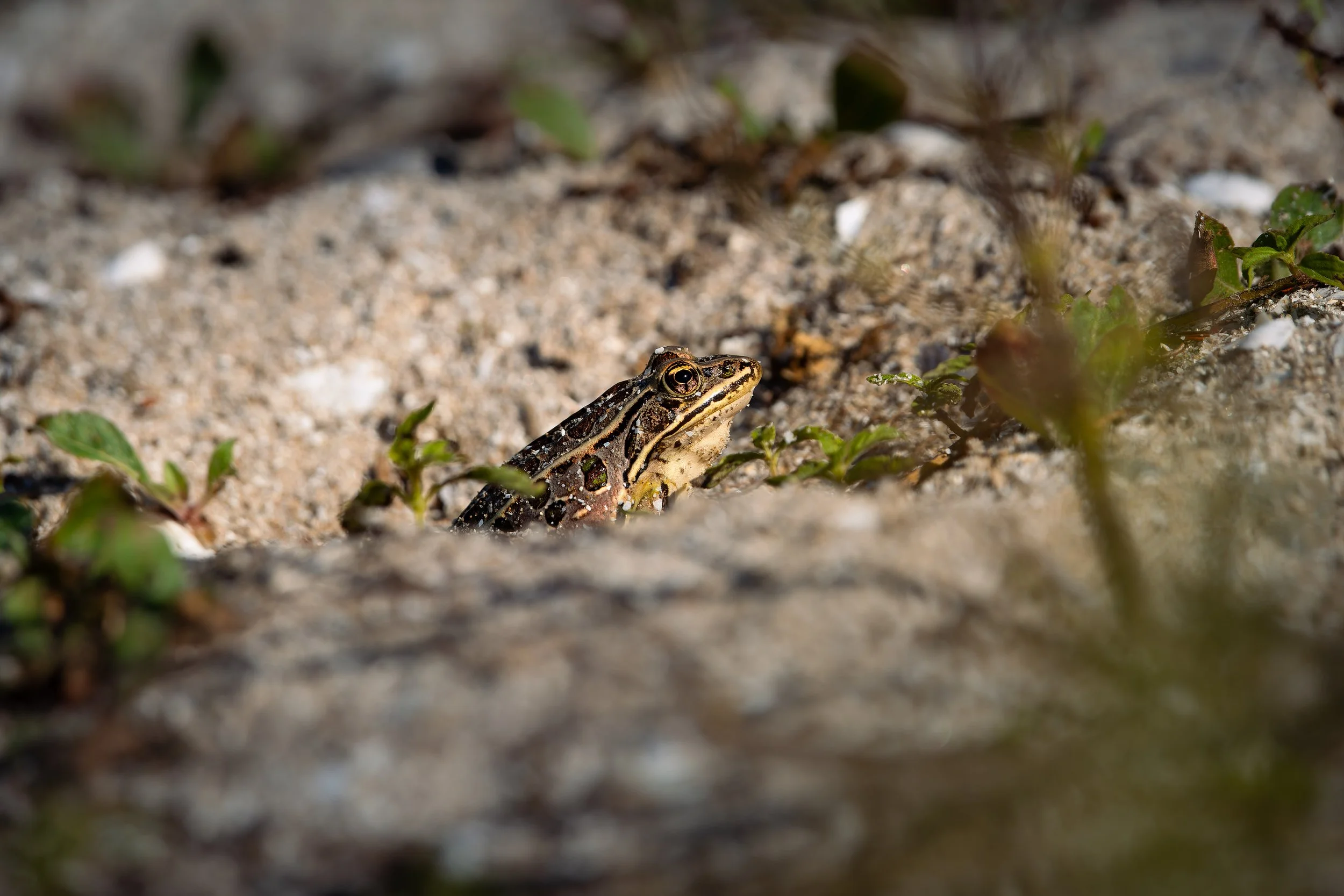 A small frog with black and yellow markings on sandy ground with sparse green plants.