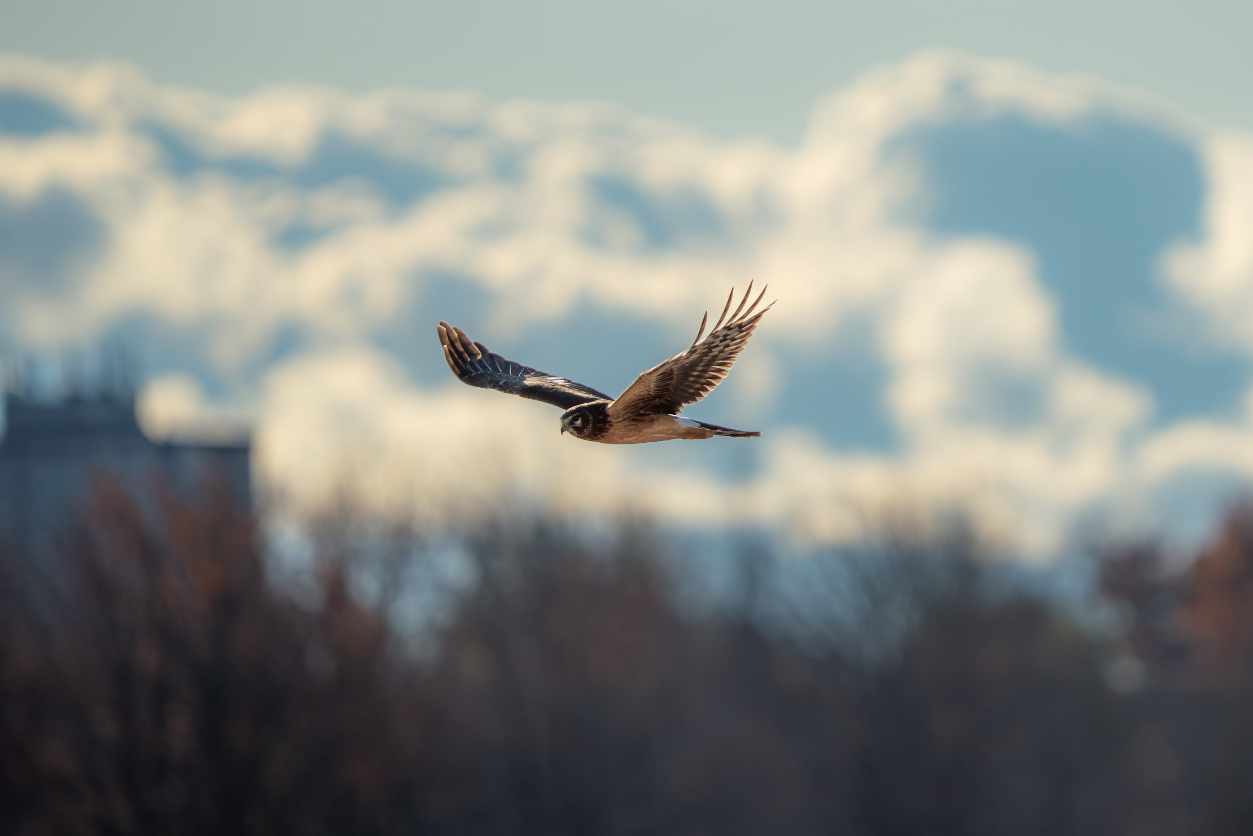 A bird of prey with brown and black wings flying in the sky with white clouds and clear blue background.