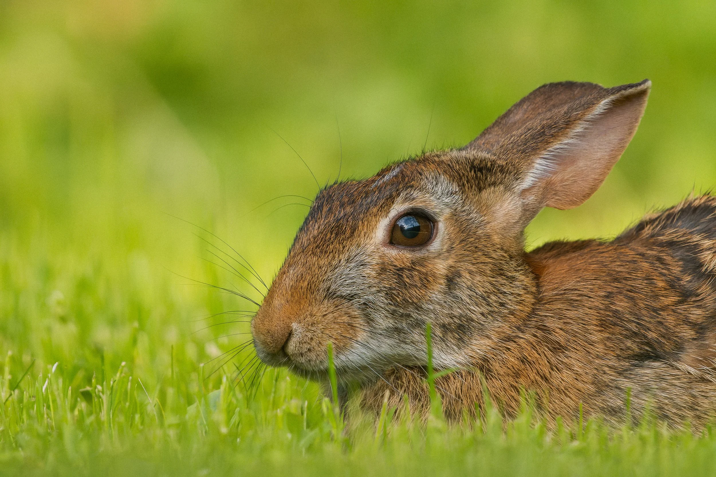 Close-up of a brown rabbit with black eyes, lying in green grass with a blurred green background.