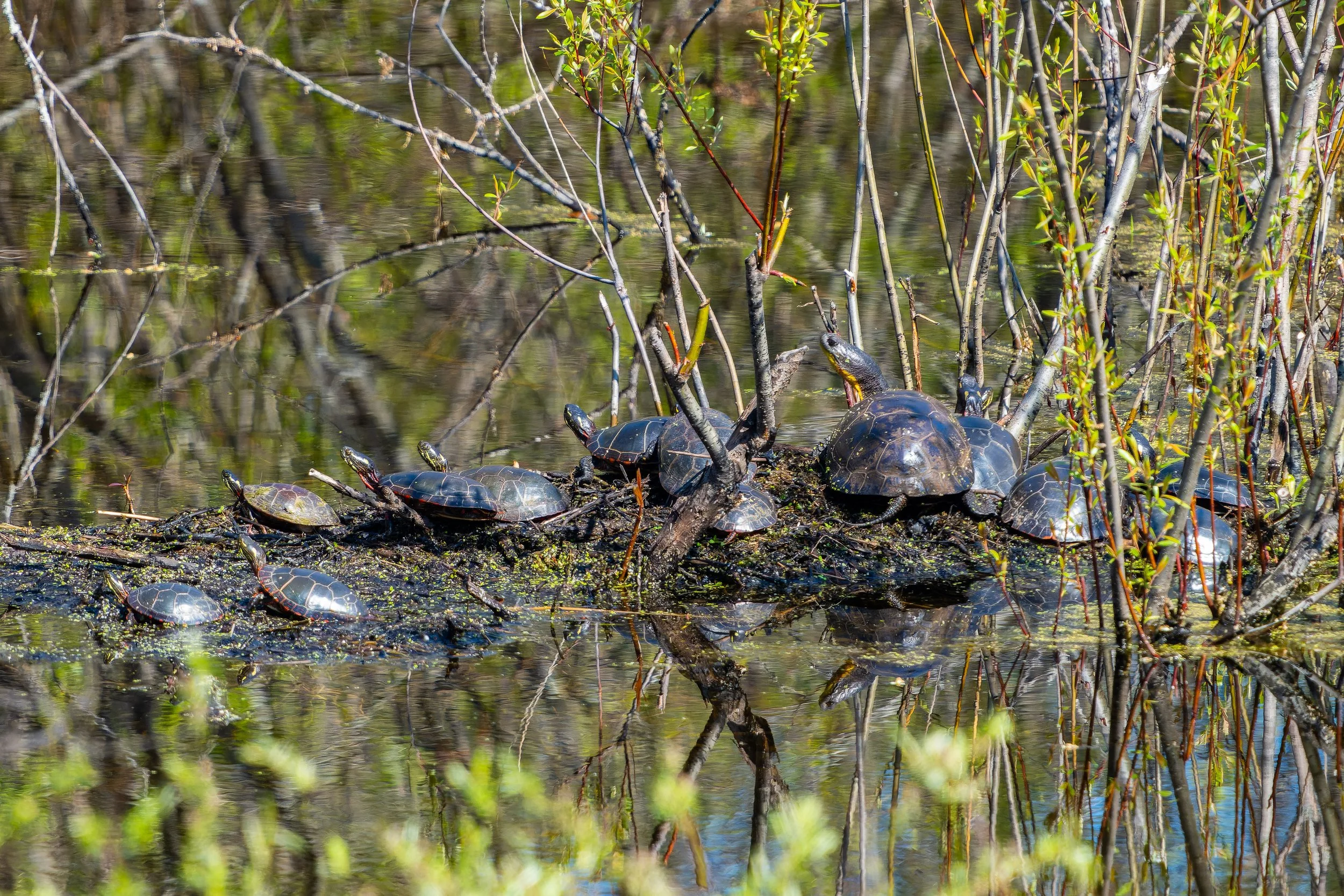 Multiple turtles are basking on logs and partially submerged branches in a swampy area with green plants and water reflections.
