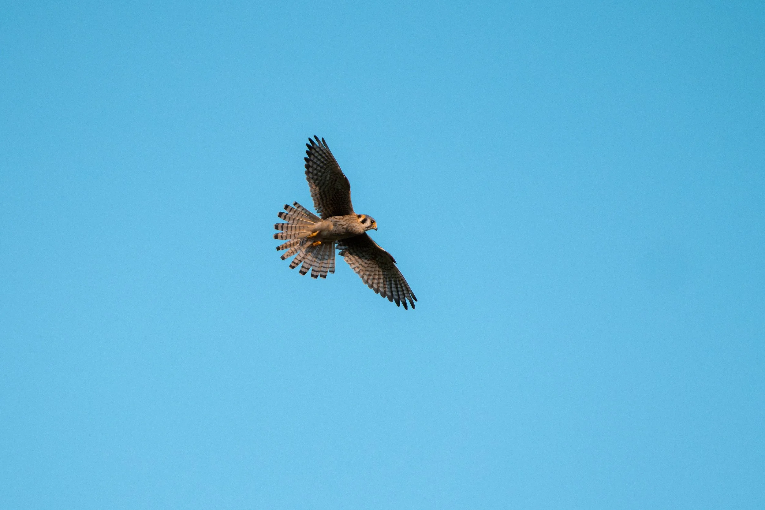 A bird of prey, possibly a hawk, flying in a clear blue sky.