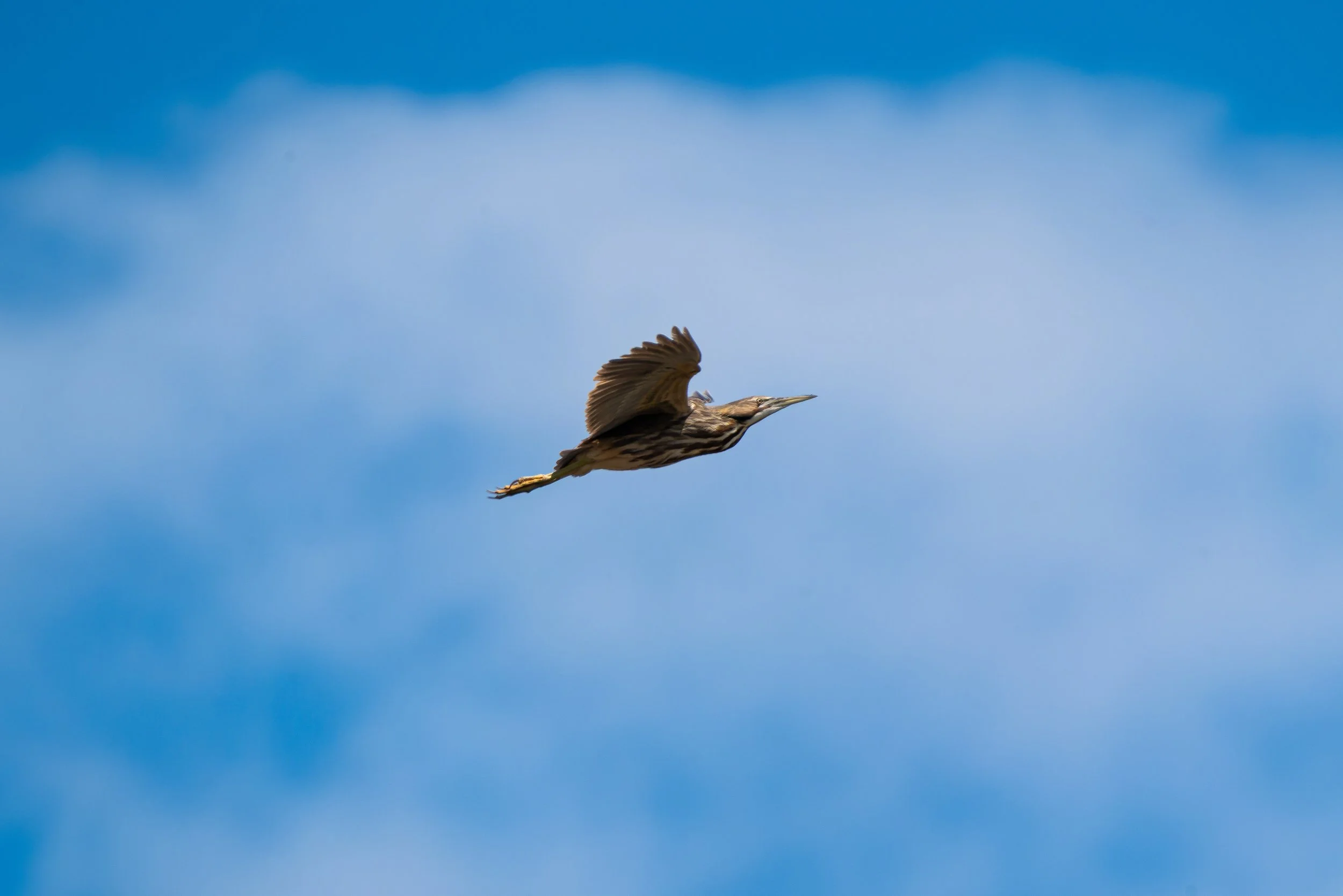 A bird in flight against a blue sky with some wispy clouds.